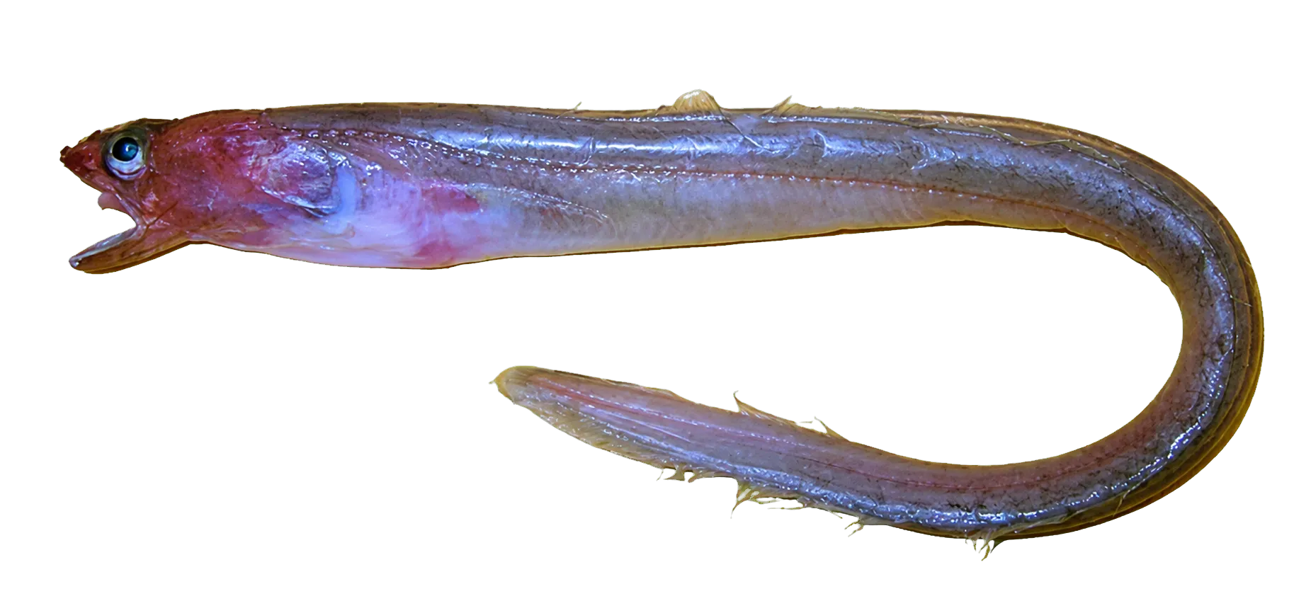 Bathymyrus echinorhynchus (Bathymyrus echinorhynchus) specimen