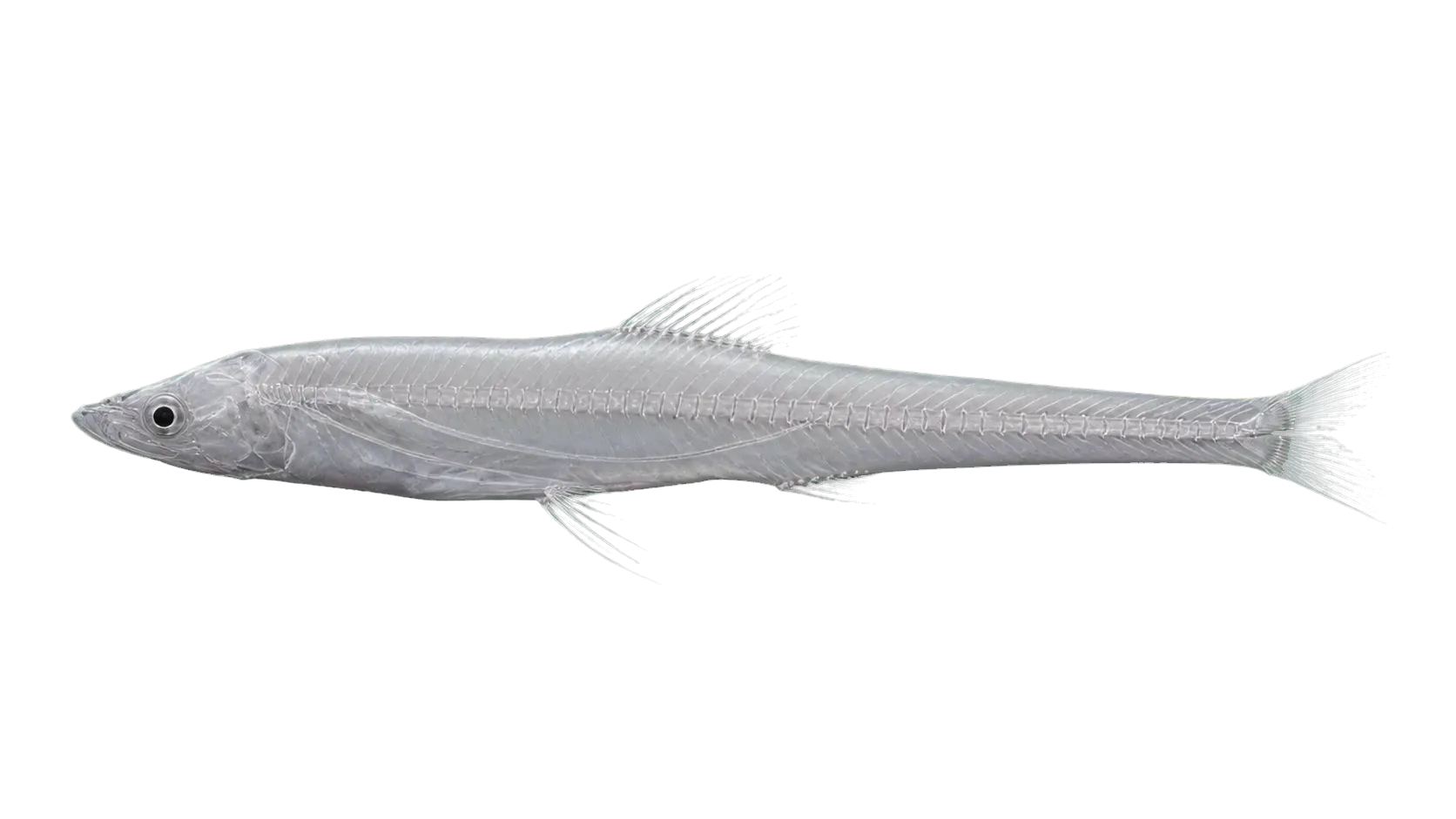 Bathypterois pectinatus (Bathypterois pectinatus) specimen