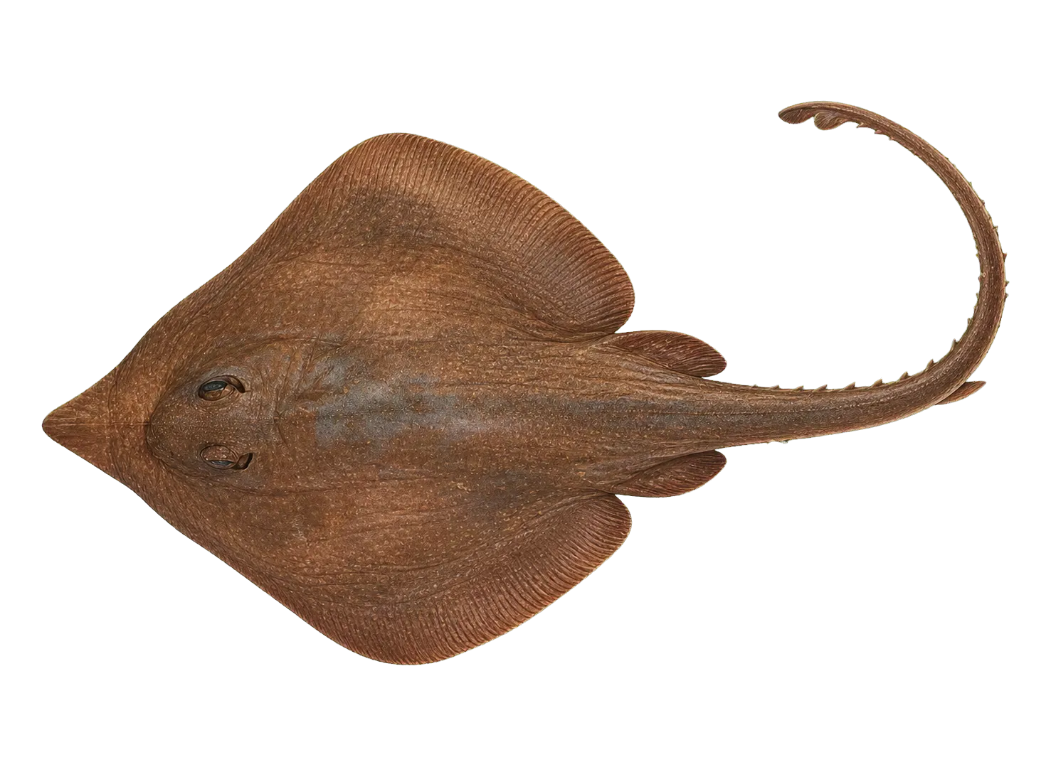 Bathyraja pseudoisotrachys (Bathyraja pseudoisotrachys) specimen