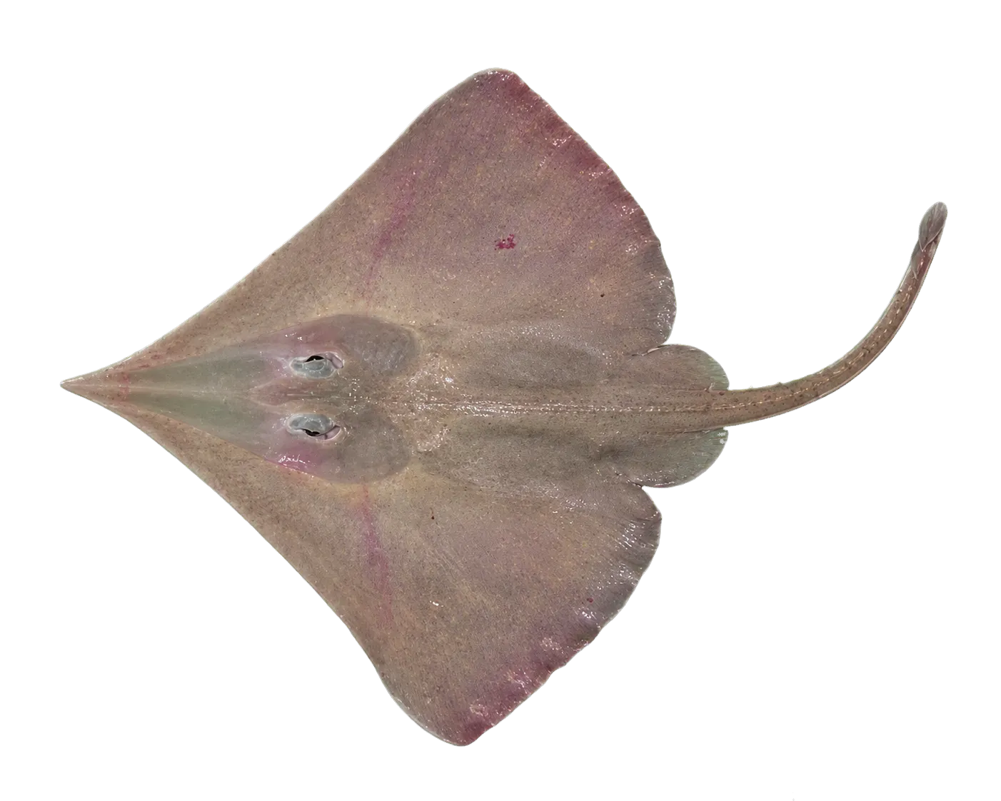Longnose deep-sea skate (Bathyraja shuntovi) specimen