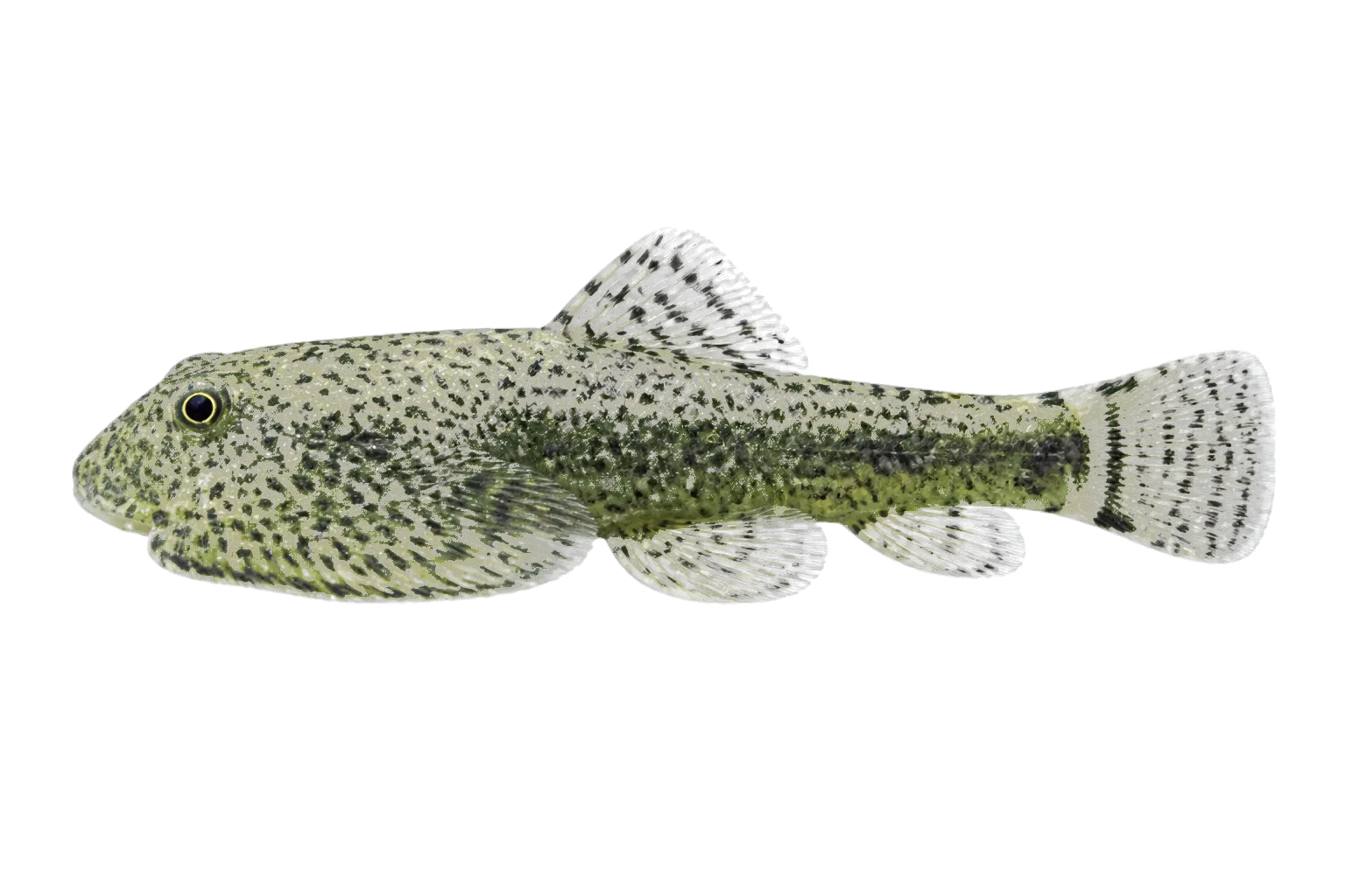 Butterfly loach (Beaufortia kweichowensis) specimen