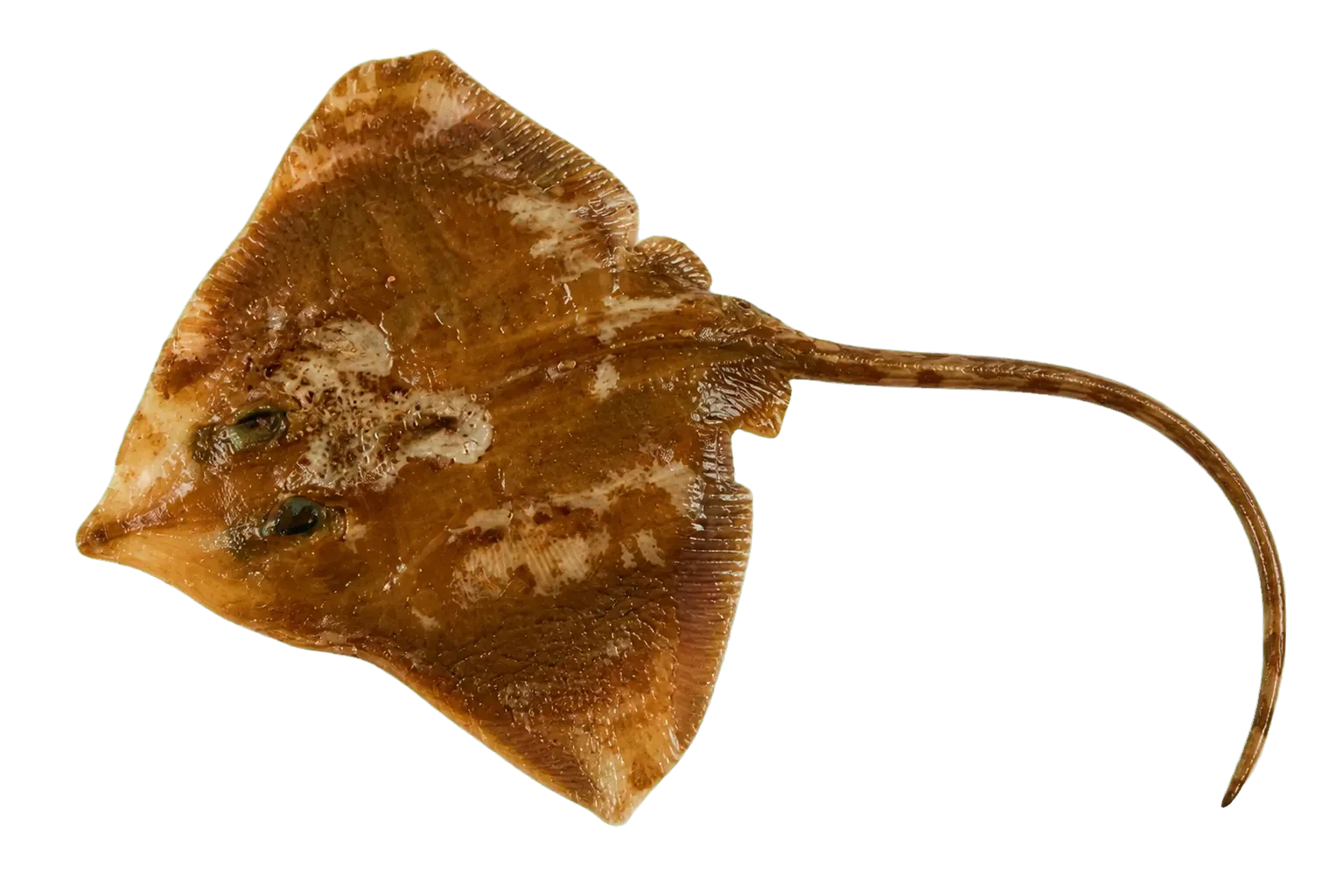 California skate (Beringraja inornata) specimen
