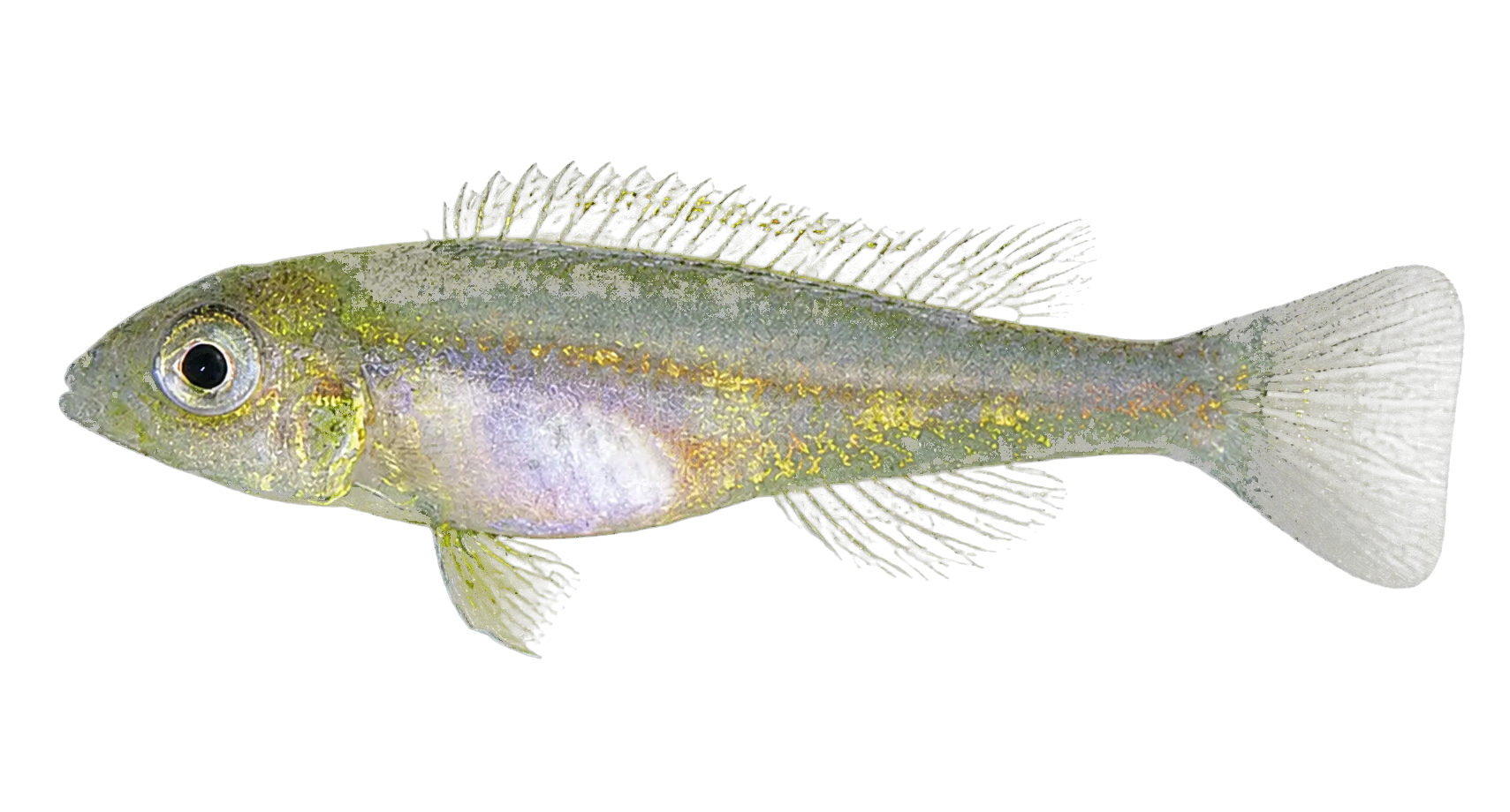 Biotoecus dicentrarchus (Biotoecus dicentrarchus) specimen