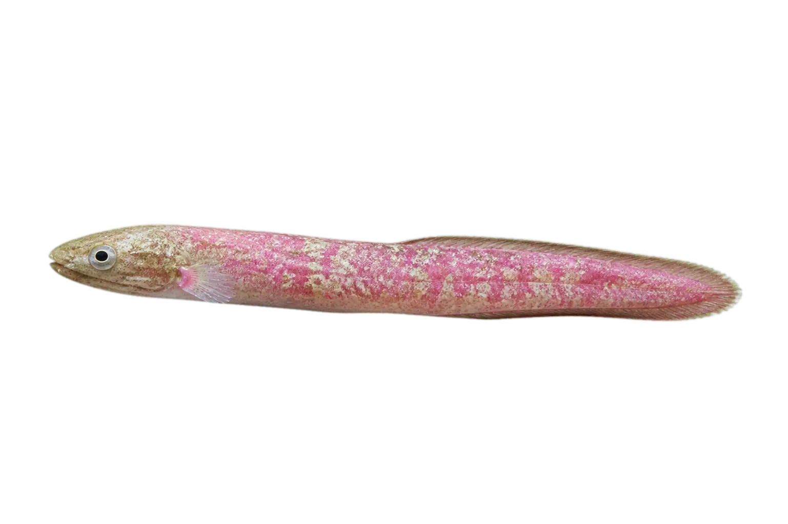 Macaronesian Snake Eel (Brachysomophis atlanticus) specimen