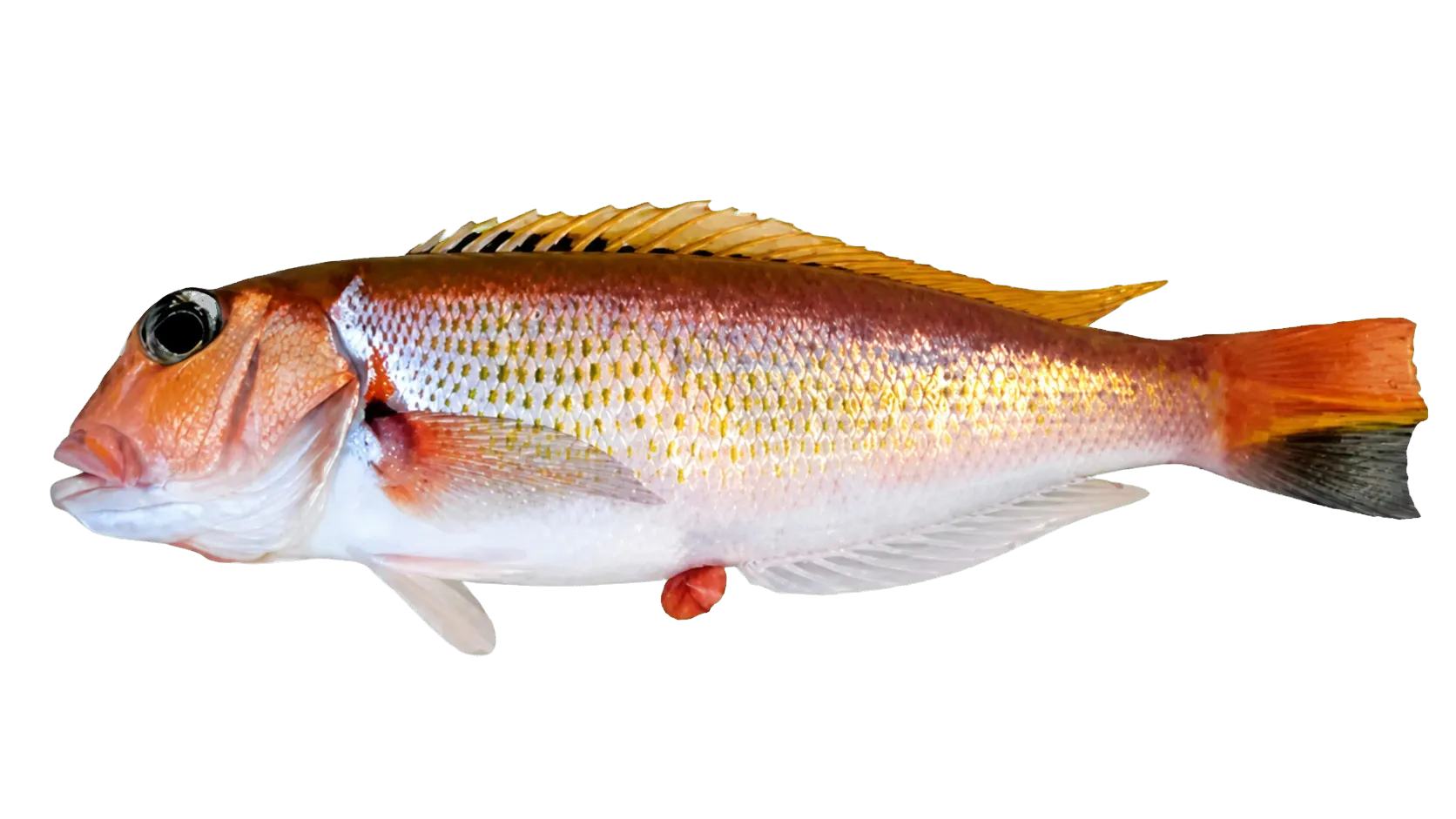 freckled tilefish (Branchiostegus sawakinensis) specimen