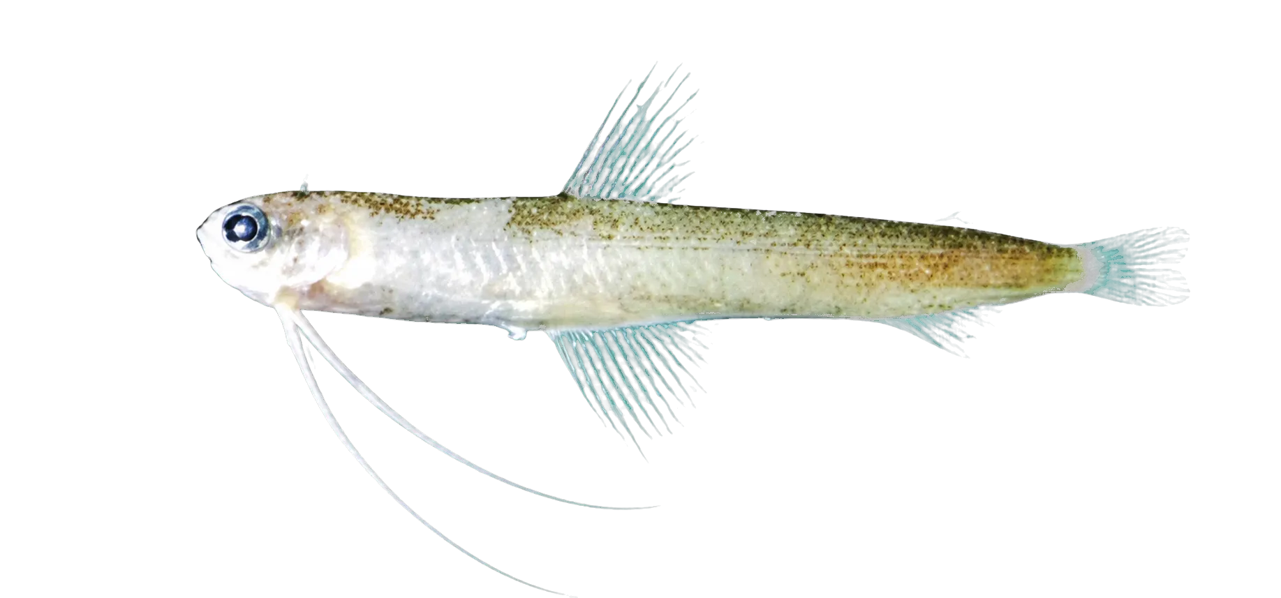 Bregmaceros pescadorus (Bregmaceros pescadorus) specimen