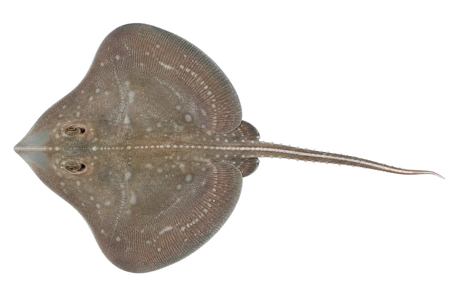 耀斑短鰩（Breviraja claramaculata）标本