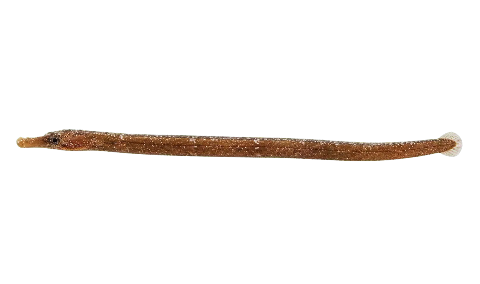 Pink pipefish (Bryx analicarens) specimen