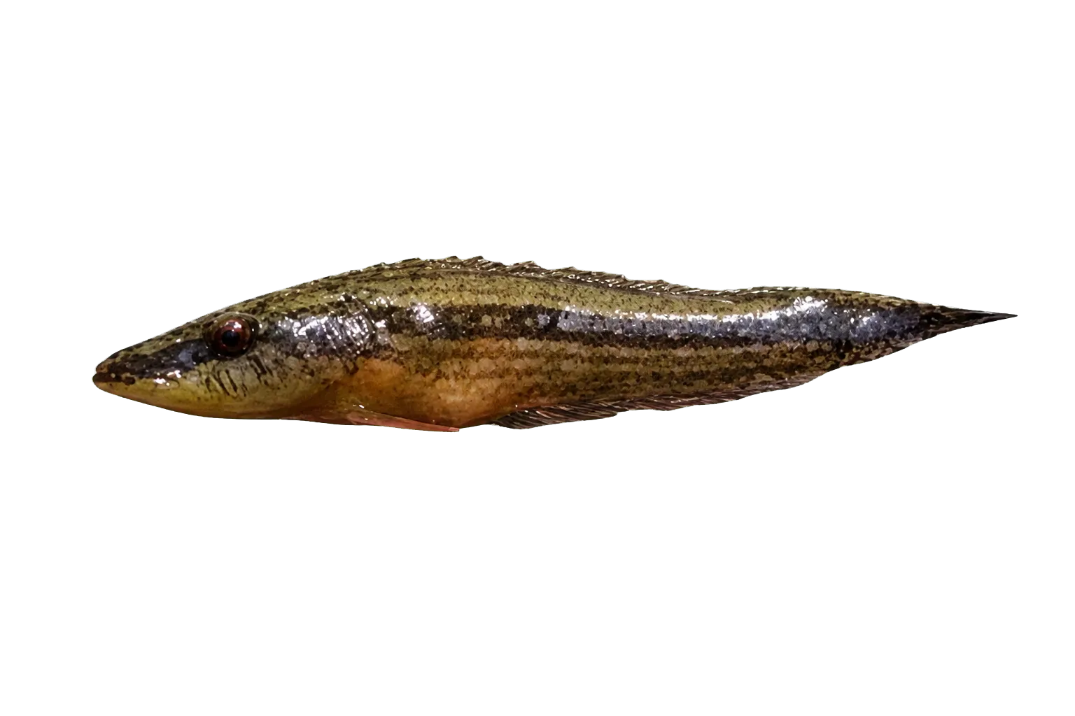 Goby (Butis gymnopomus) specimen