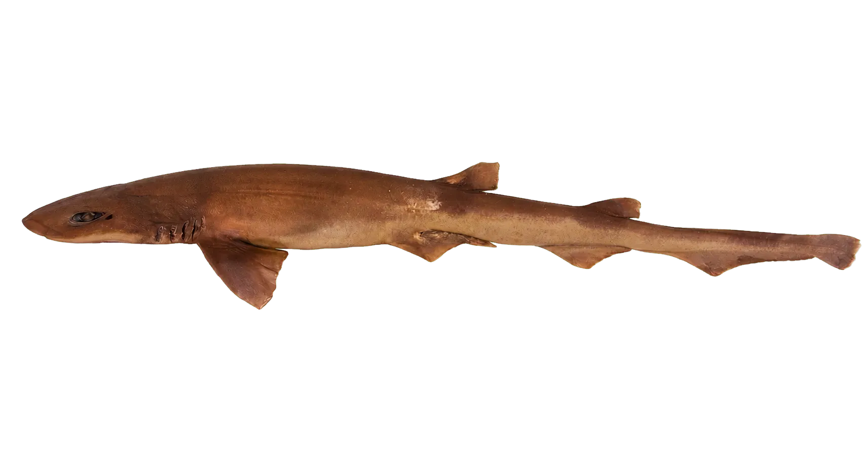 Error Seamount Catshark (Bythaelurus stewarti) specimen