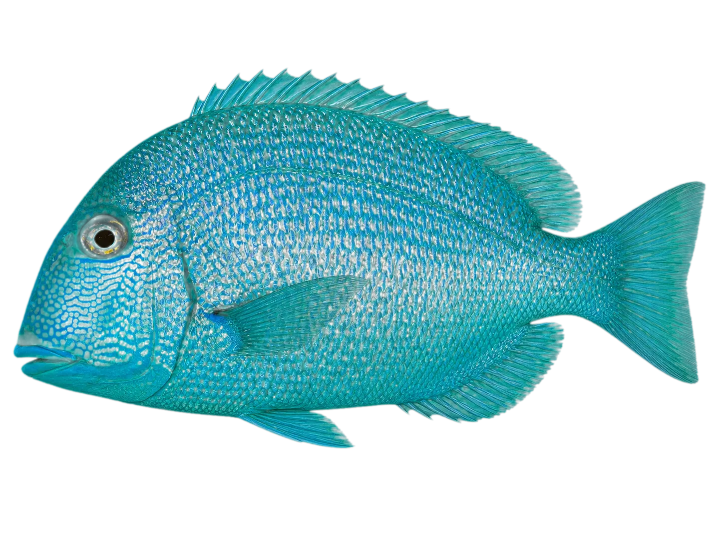 knobbed porgy (Calamus nodosus) specimen