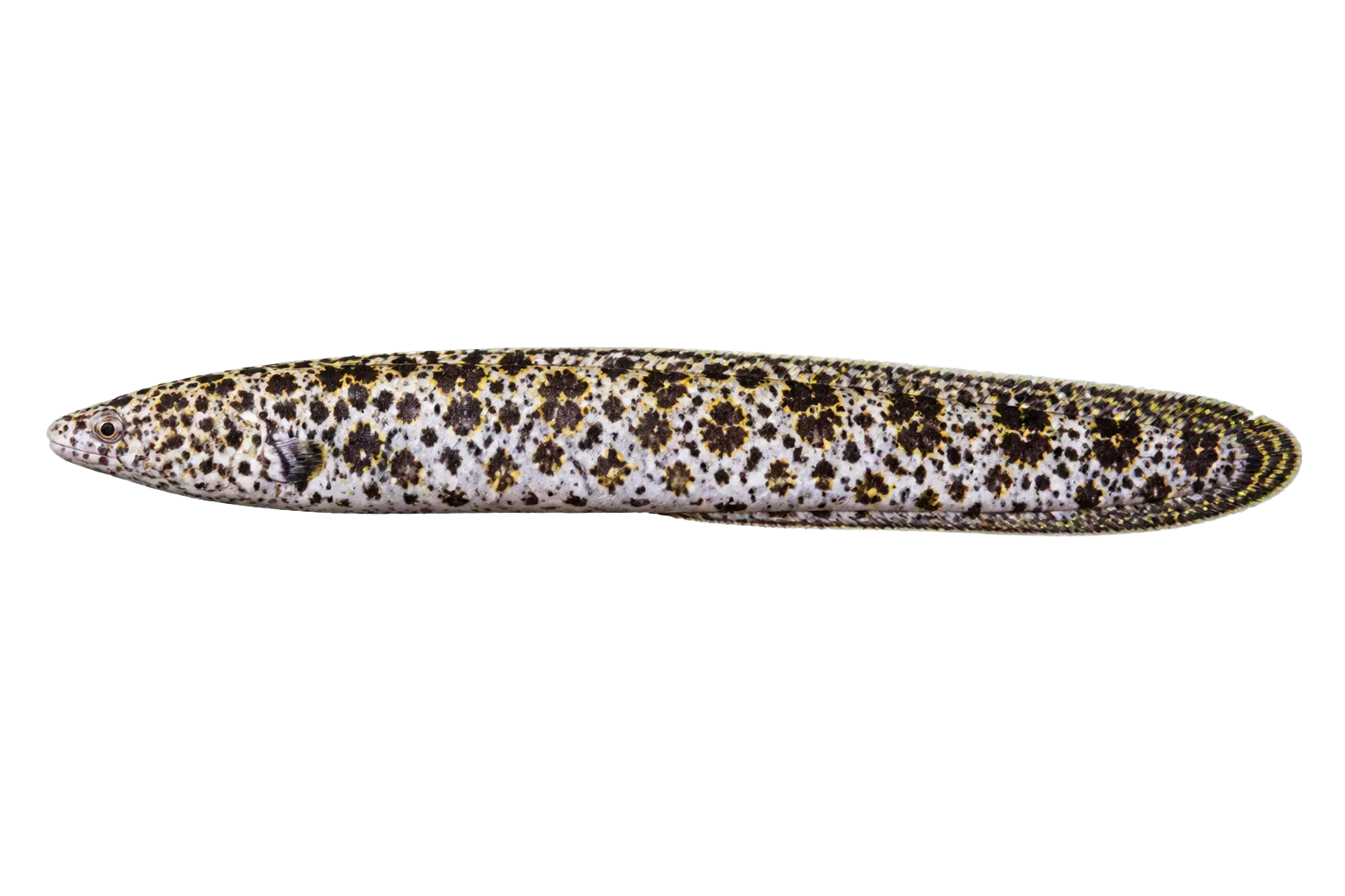 marbled snake eel (Callechelys marmorata) specimen
