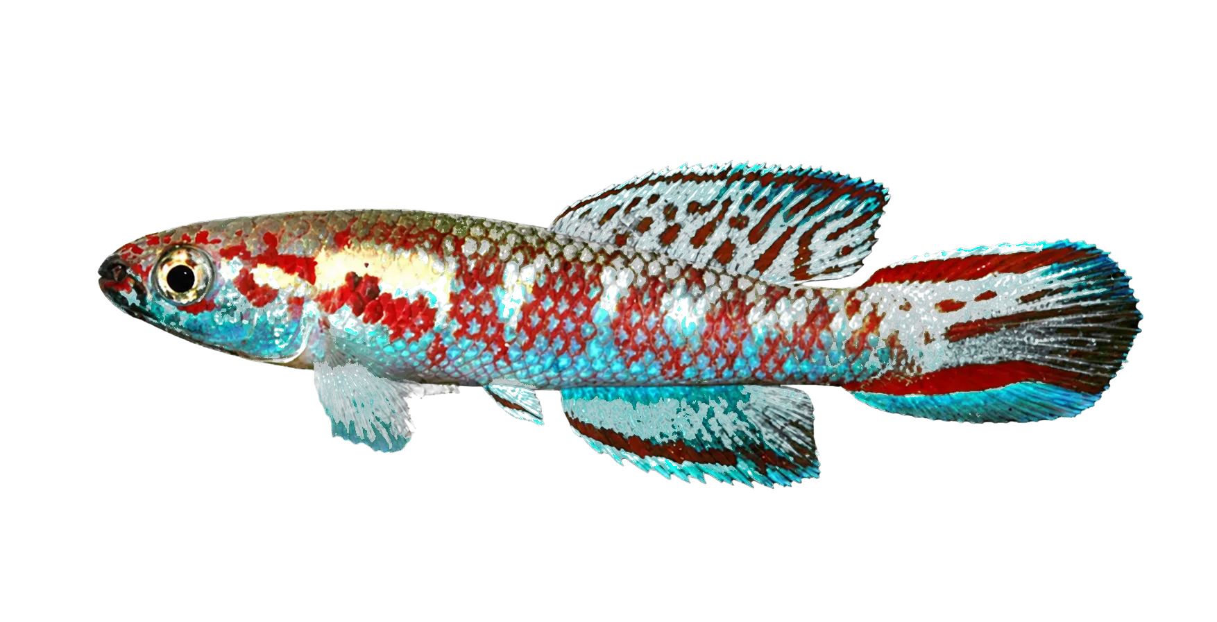 Callopanchax huwaldi (Callopanchax huwaldi) specimen
