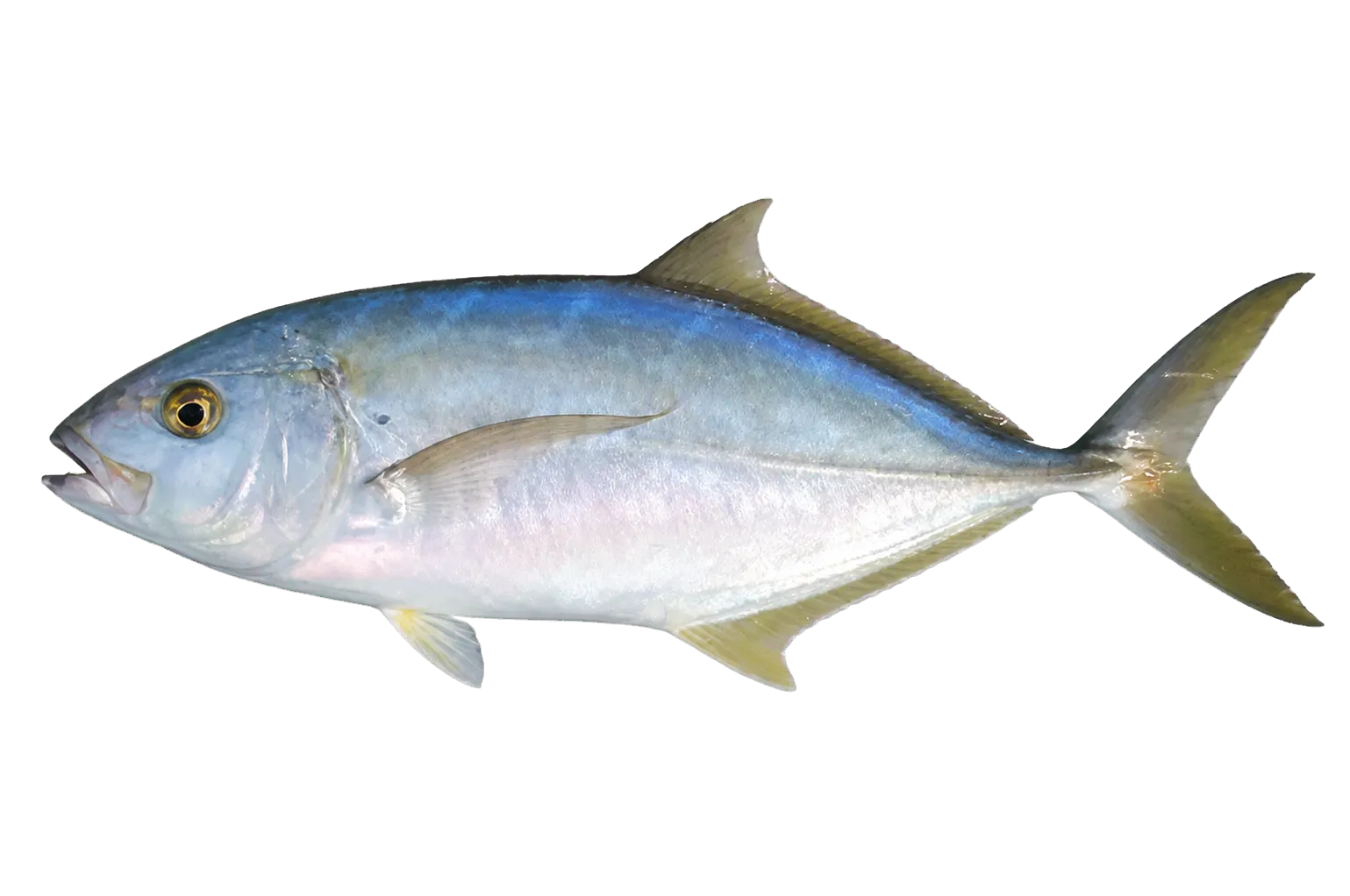 yellow jack (Caranx bartholomaei) specimen