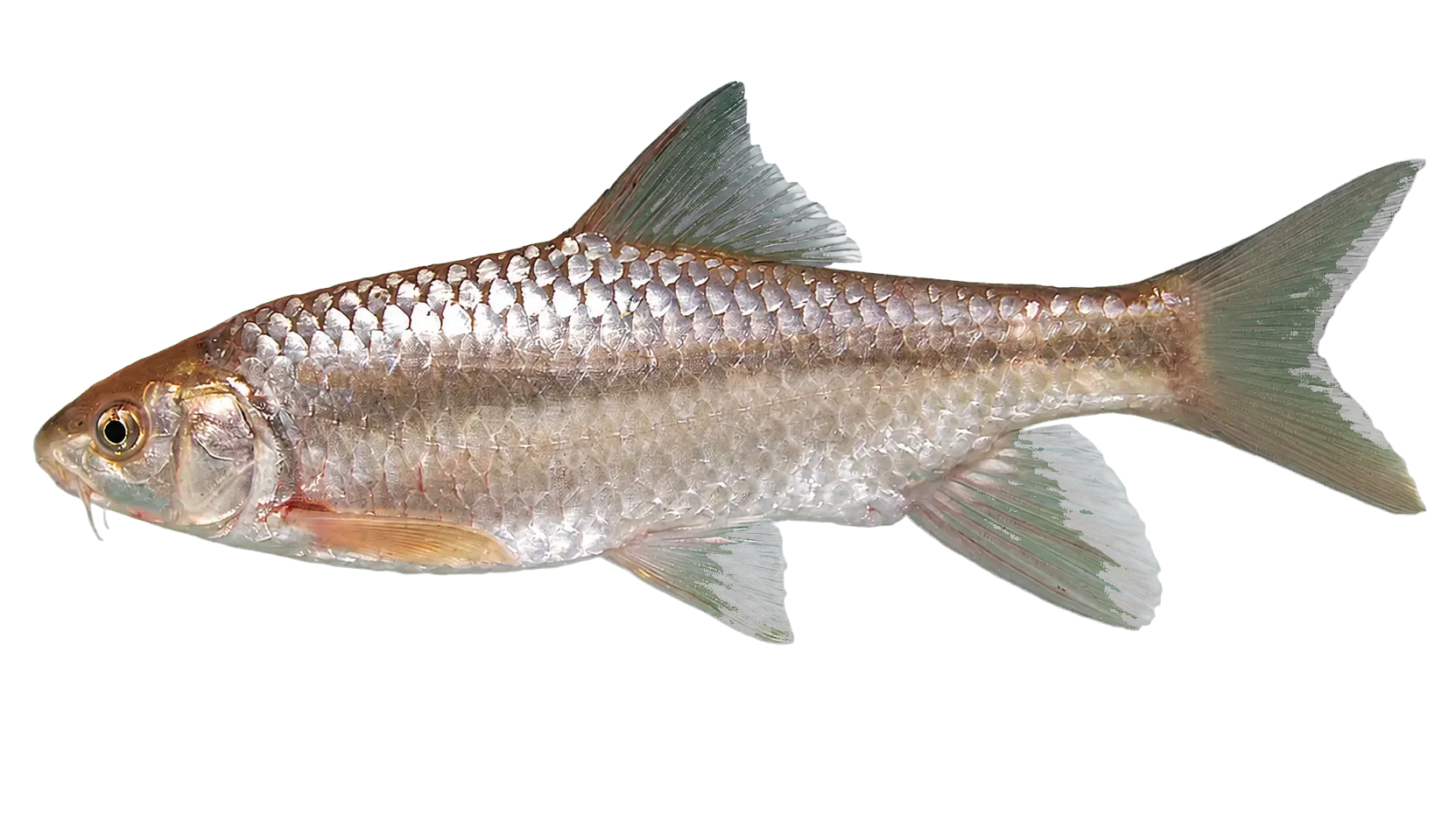 Striped Himri (Carasobarbus fritschii) specimen