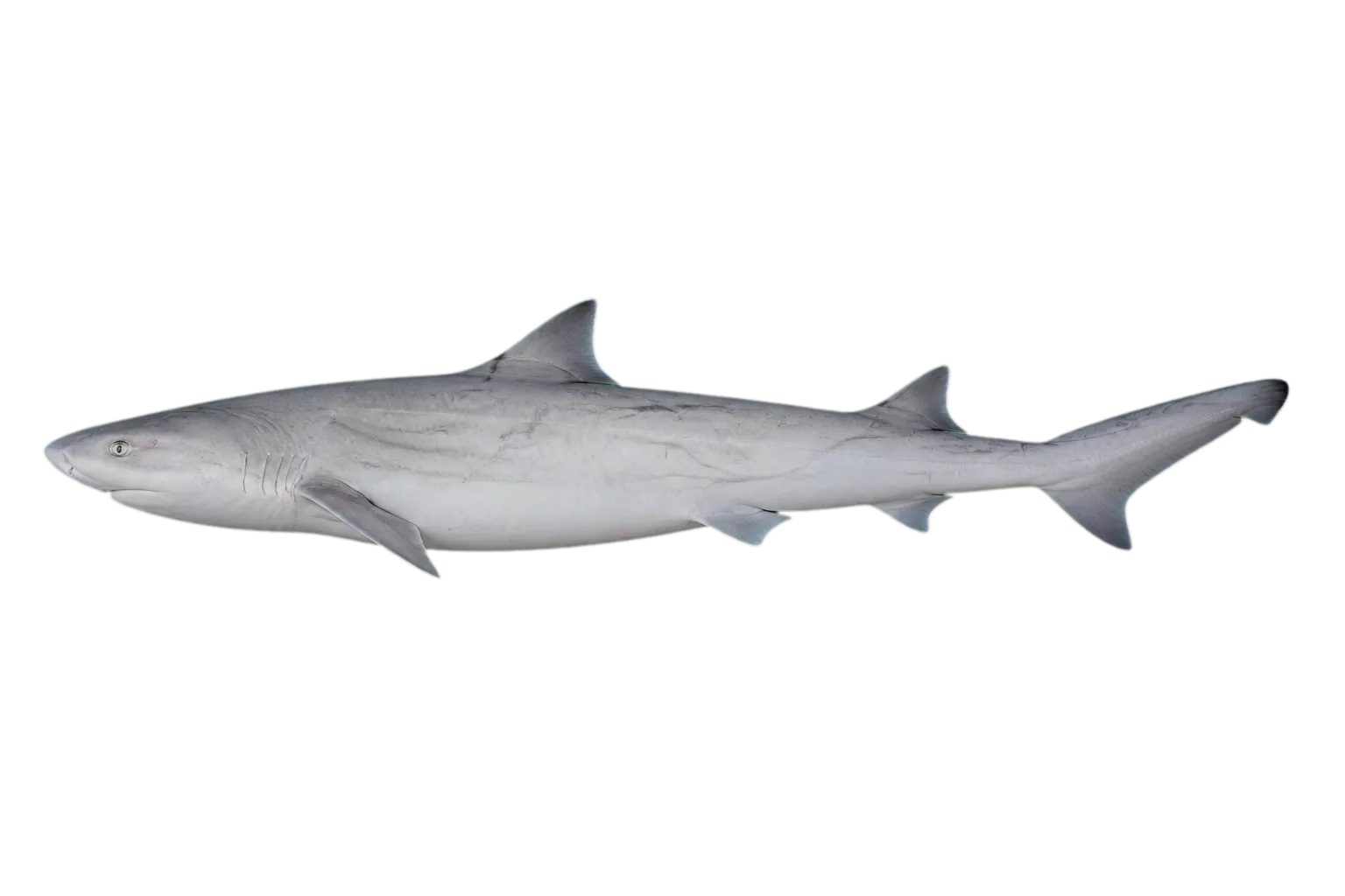 長吻真鯊（Carcharhinus signatus）标本