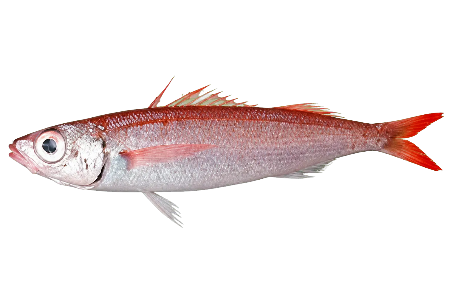 Curled picarel (Centracanthus cirrus) specimen