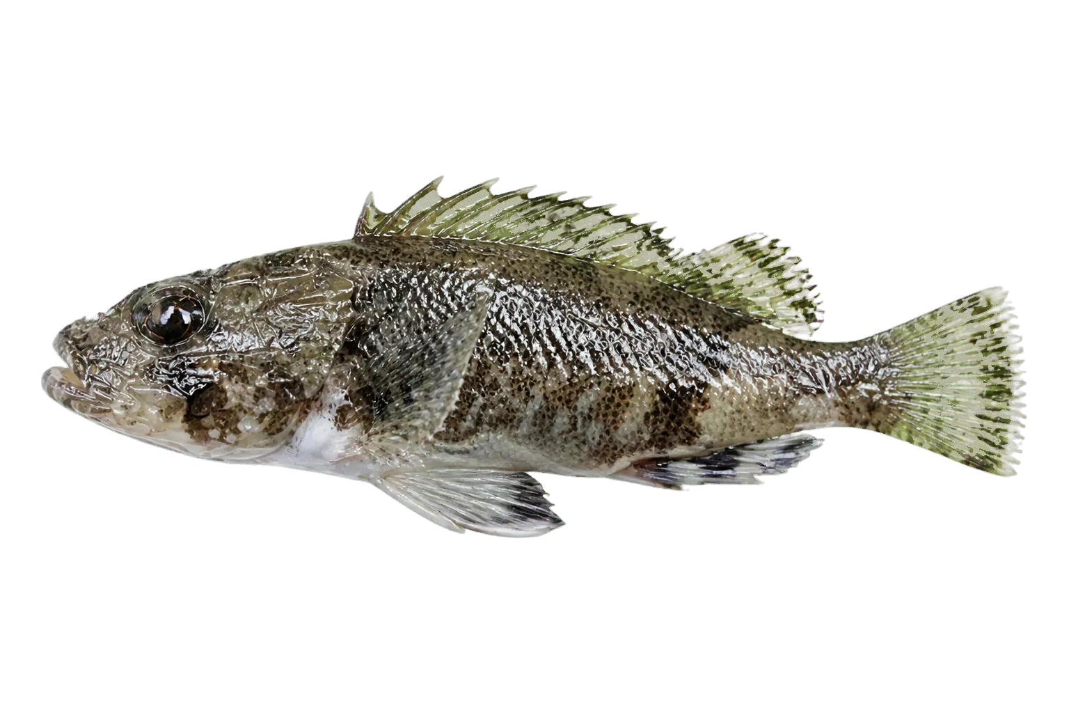 雲紋鱗鮋（Centropogon marmoratus）标本