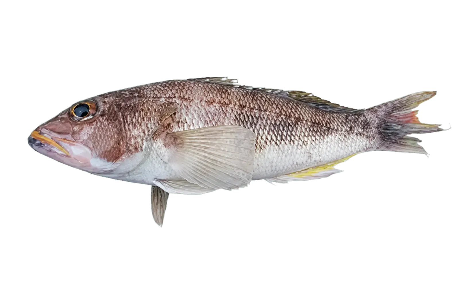 rock sea bass (Centropristis philadelphica) specimen