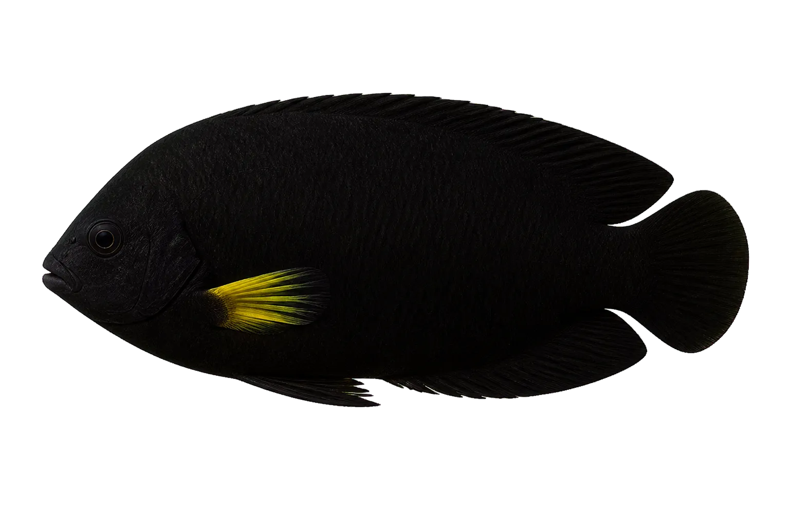 Yellowfin angelfish (Centropyge flavipectoralis) specimen