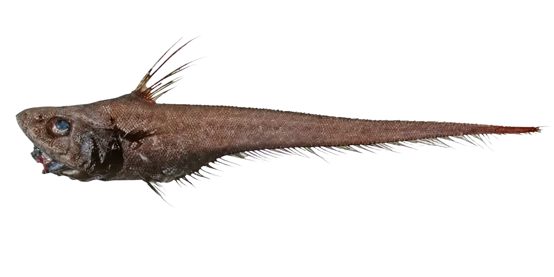 Smallpore whiptail (Cetonurichthys subinflatus) specimen