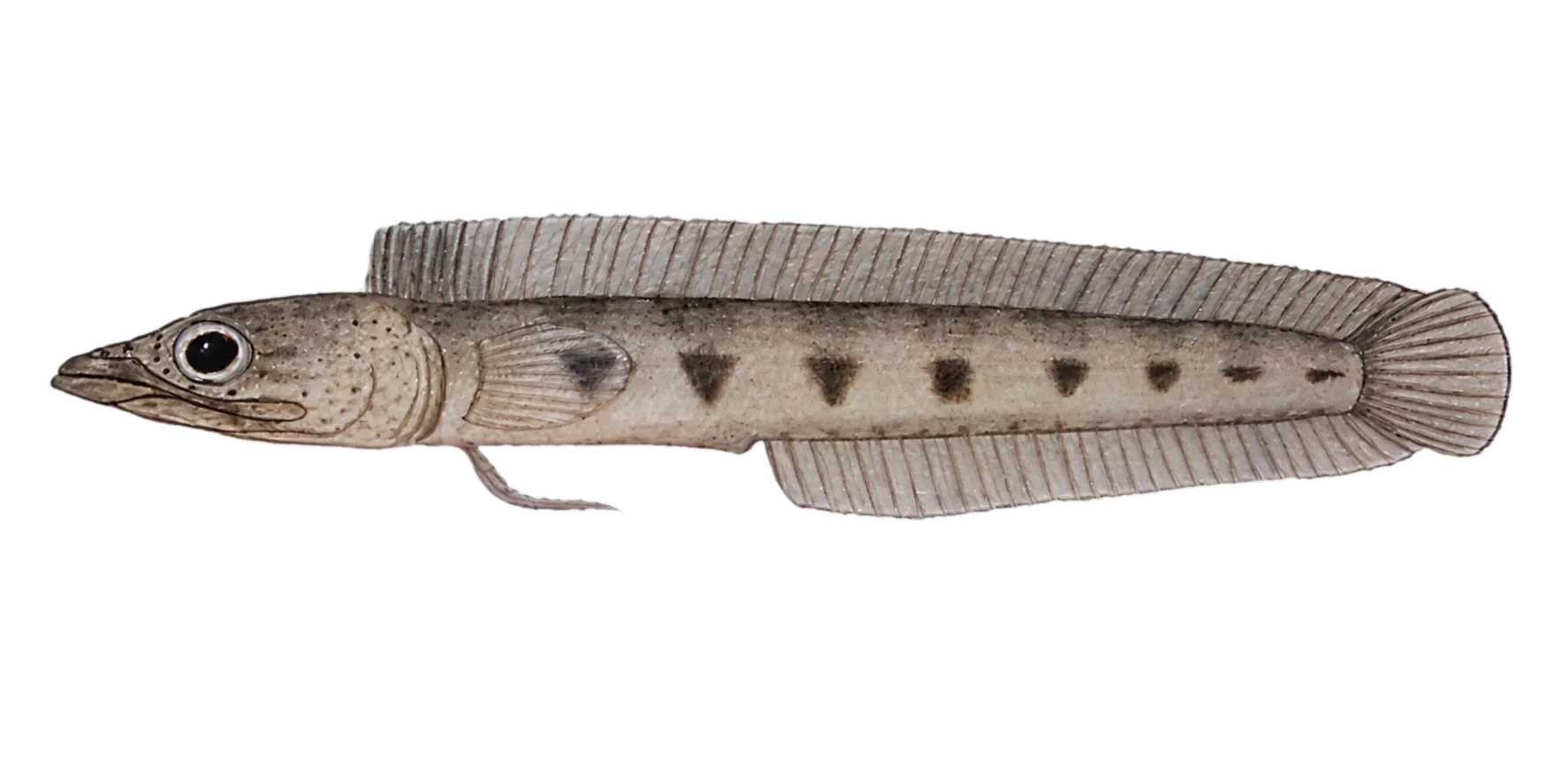 freckled pikeblenny (Chaenopsis roseola) specimen