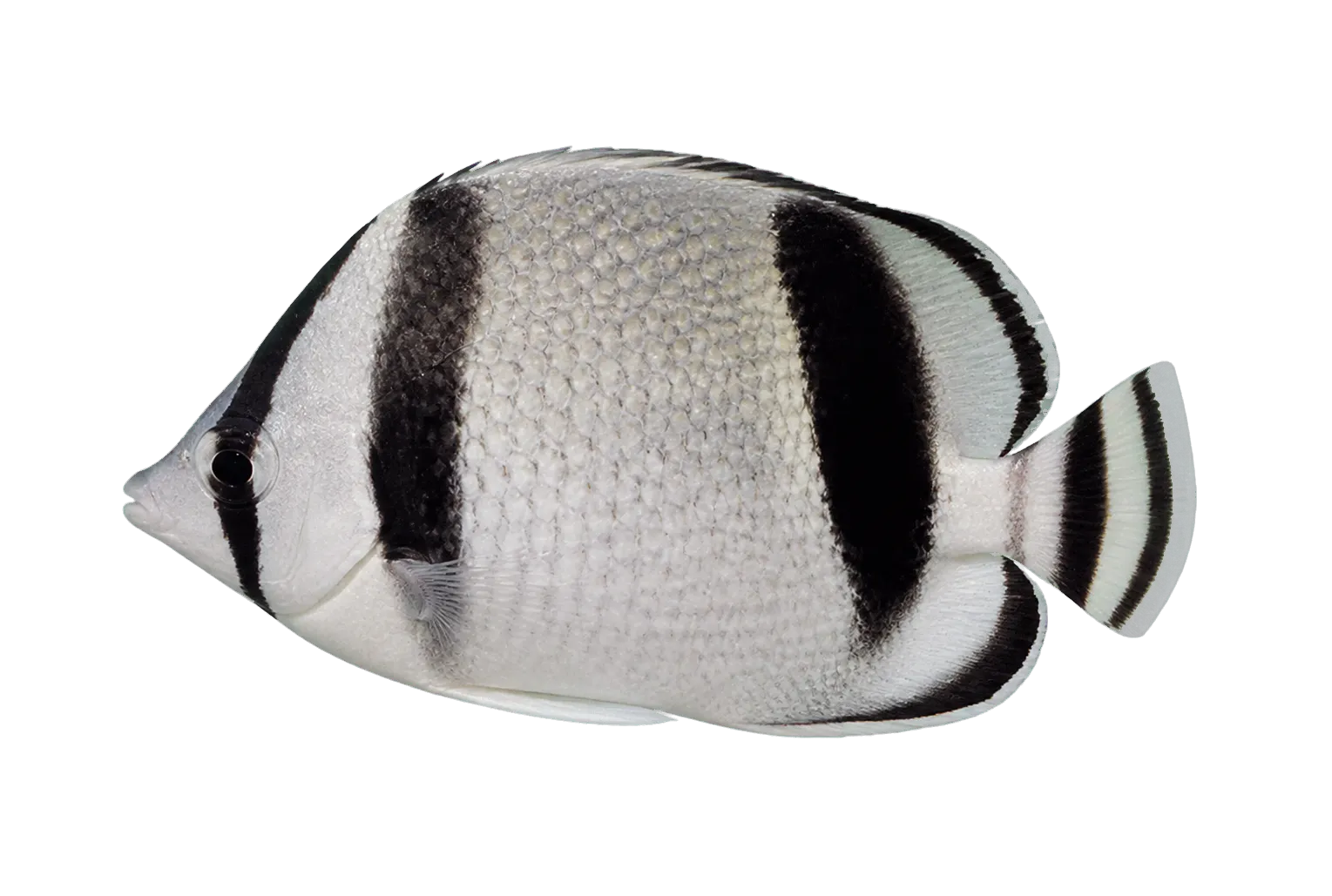 threebanded butterflyfish (Chaetodon humeralis) specimen