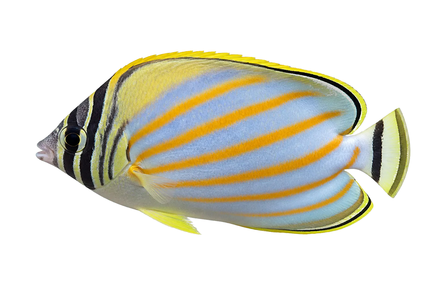 Ornate butterflyfish (Chaetodon ornatissimus) specimen