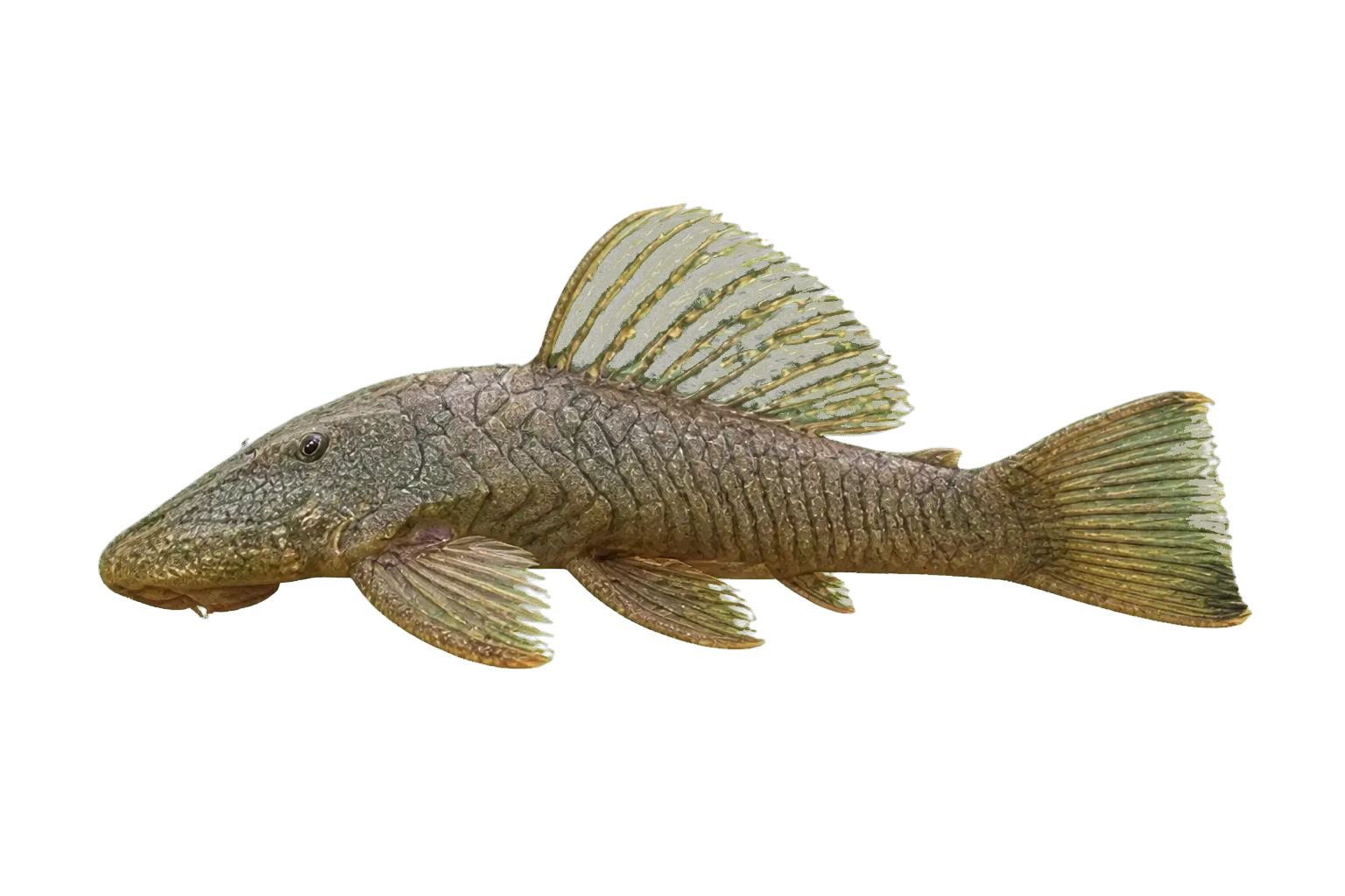 Chaetostoma dorsale (Chaetostoma dorsale) specimen