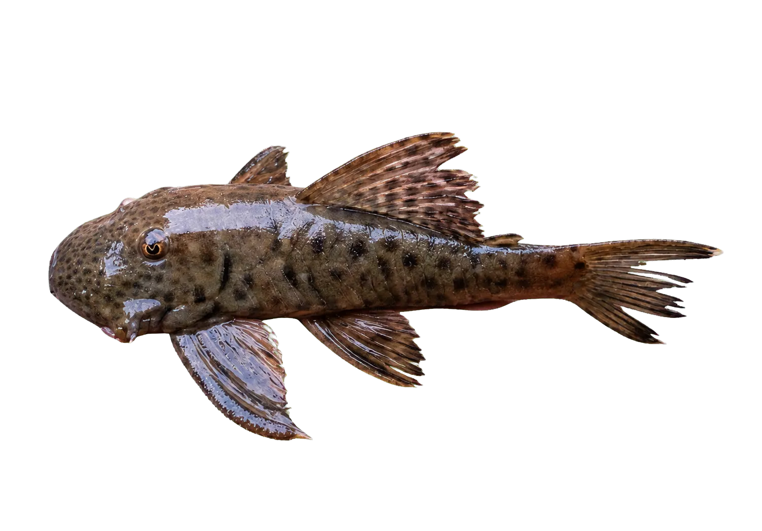 Chaetostoma joropo (Chaetostoma joropo) specimen