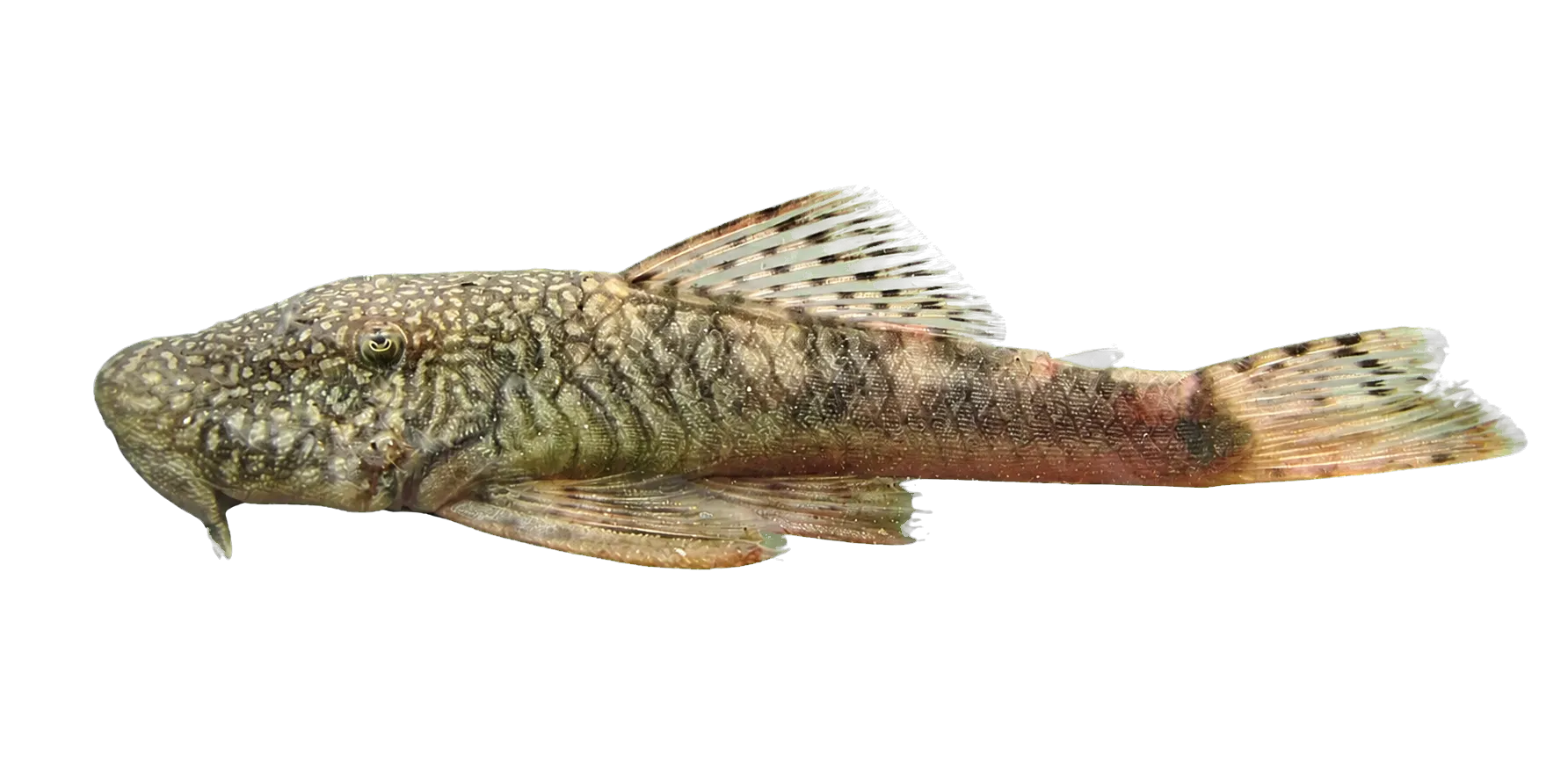 Chaetostoma leucomelas (Chaetostoma leucomelas) specimen