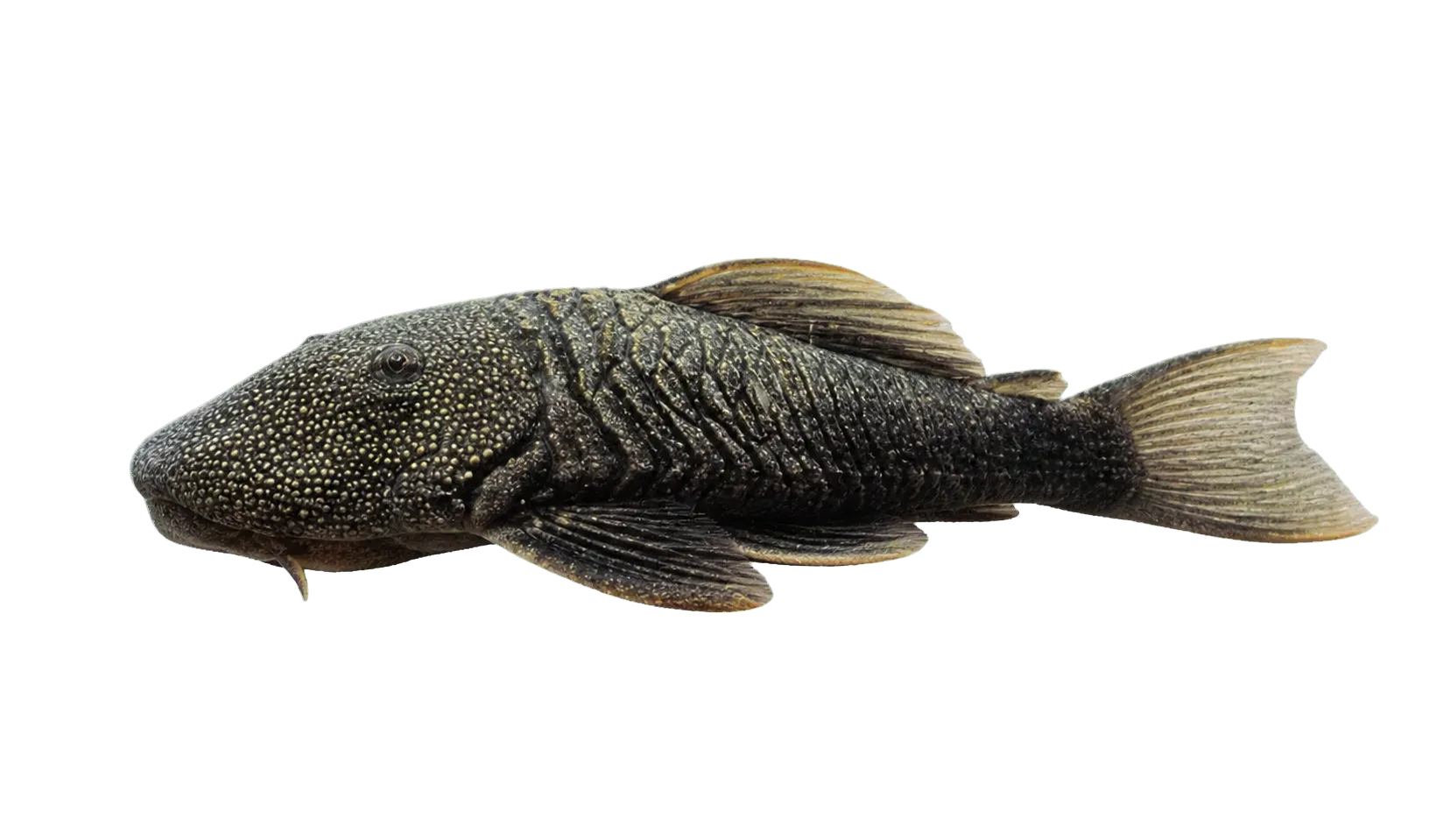 Chaetostoma tachiraensis (Chaetostoma tachiraense) specimen