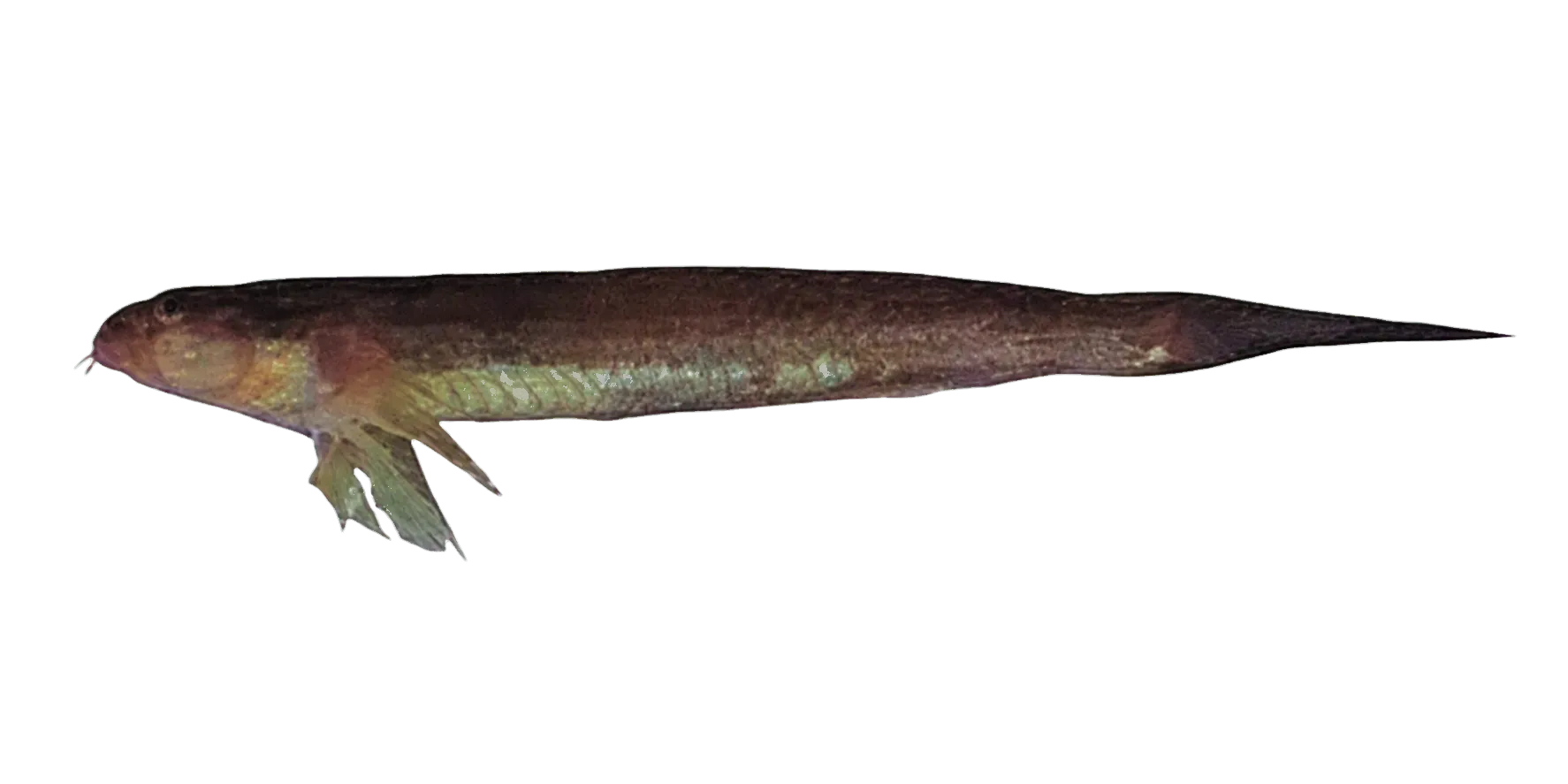 Branded goby (Chaeturichthys stigmatias) specimen