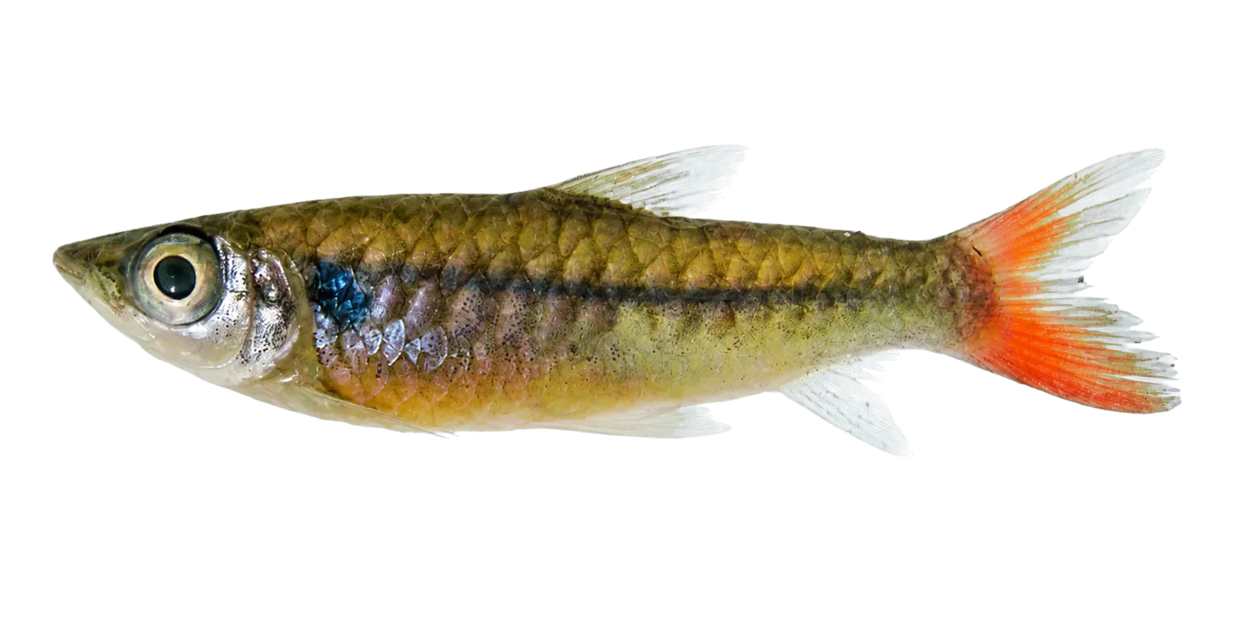 Guapore Chalceus (Chalceus guaporensis) specimen