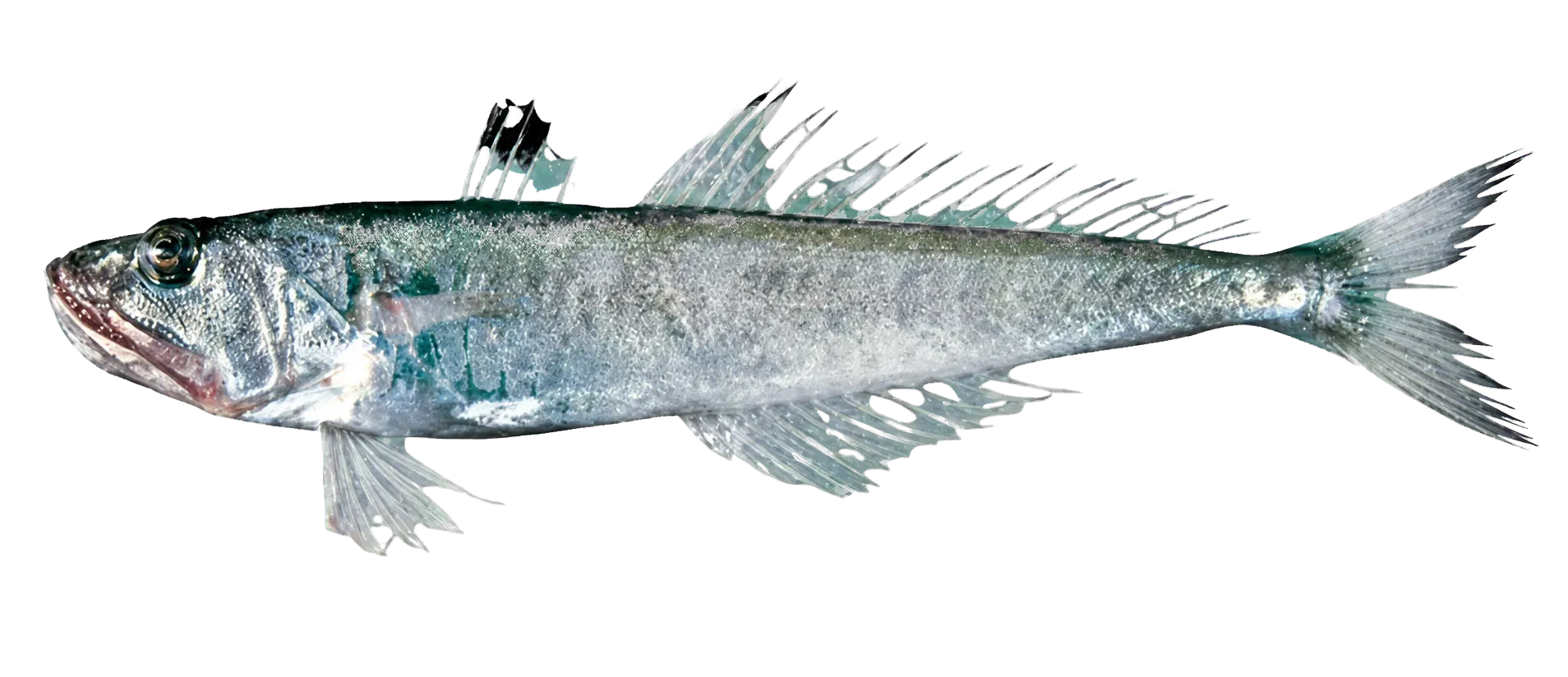 弓背鳄齿鱼（Champsodon atridorsalis）标本