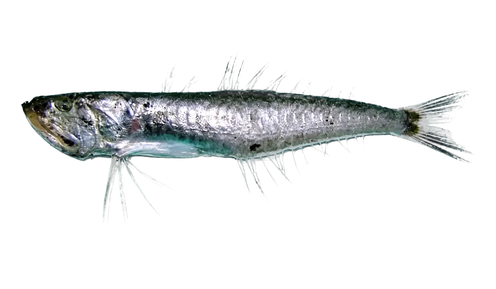 裸鰐齒魚（Champsodon nudivittis）标本