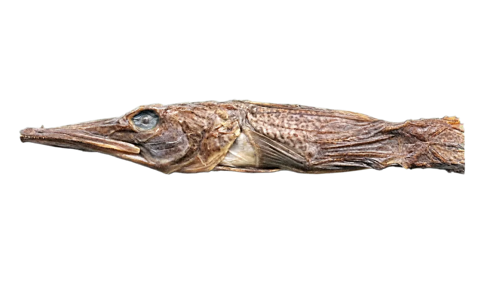 unicorn icefish (Channichthys rhinoceratus) specimen