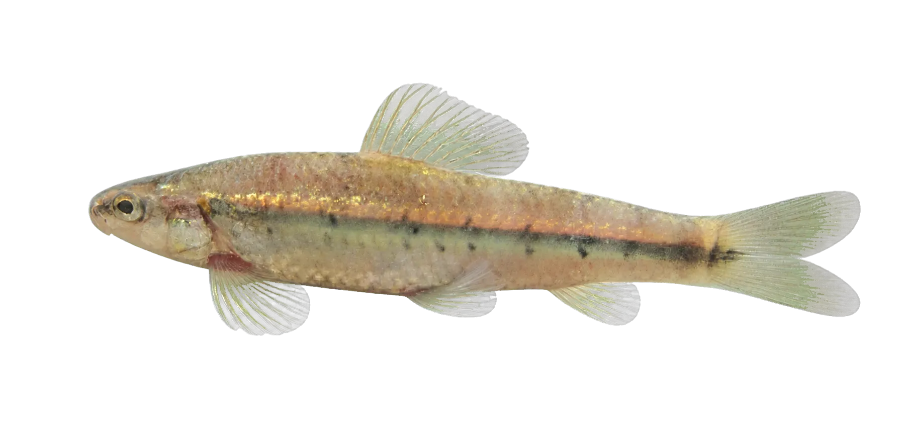 Rollizo Darter (Characidium phoxocephalum) specimen