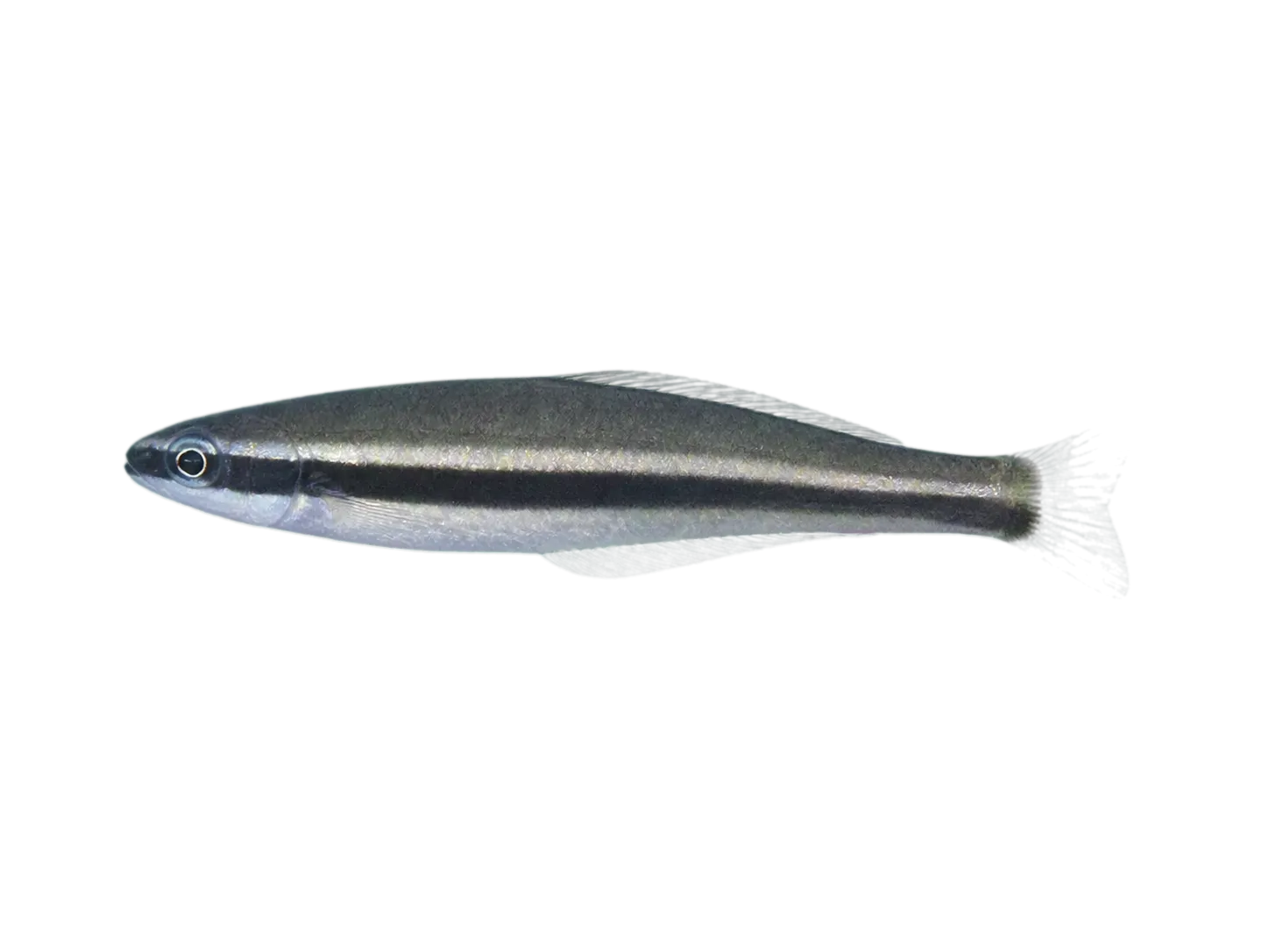 Mimic cardinal (Cheilodipterus parazonatus) specimen