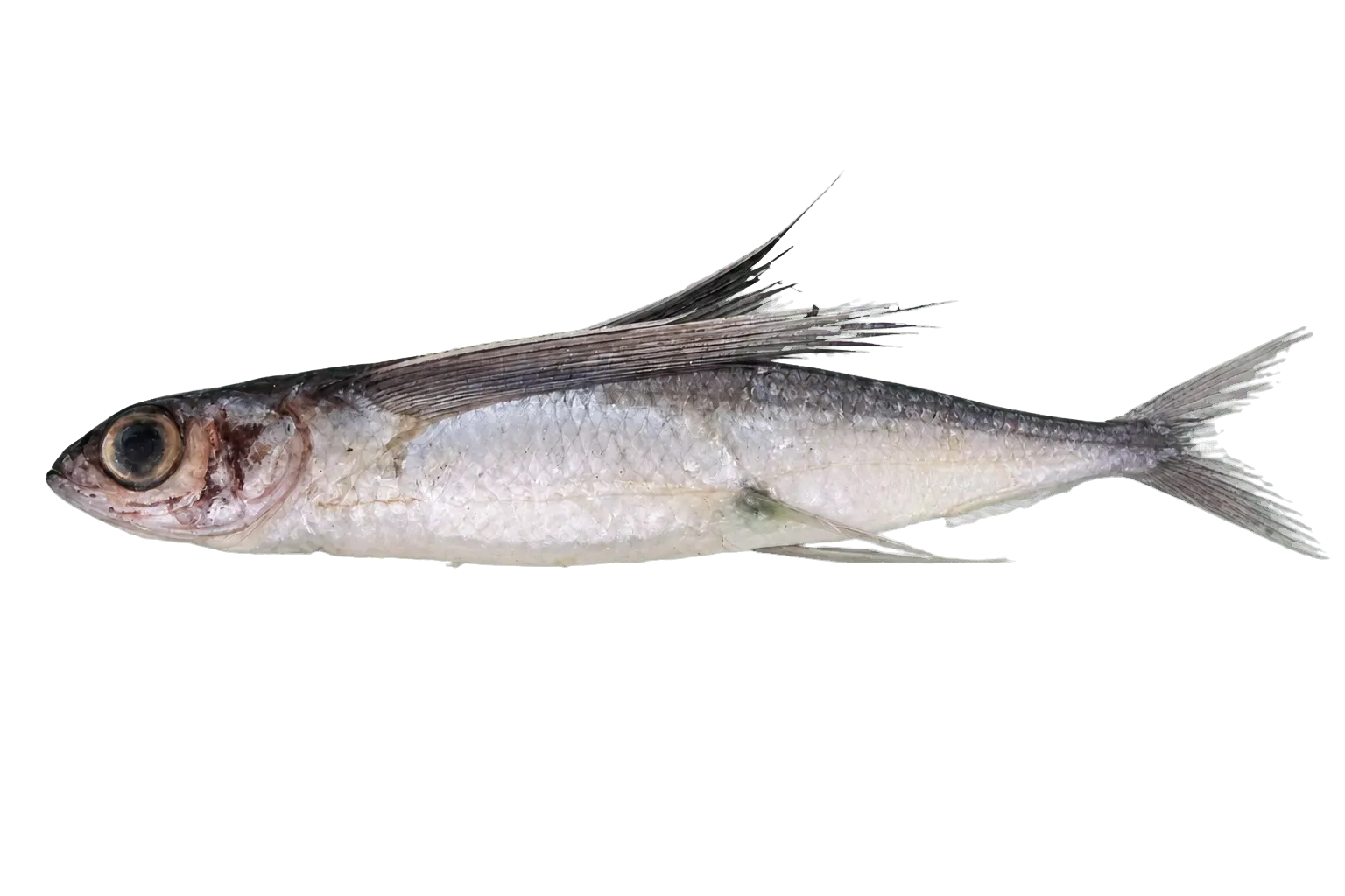 blacksail flyingfish (Cheilopogon nigricans) specimen