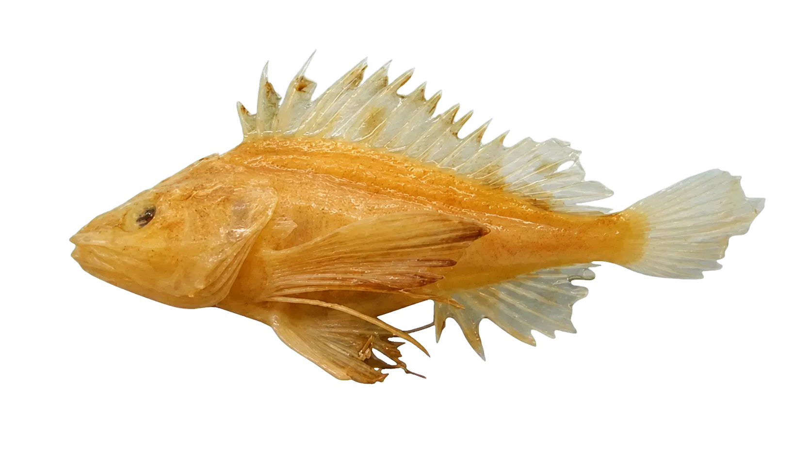 Humpback waspfish (Cheroscorpaena tridactyla) specimen