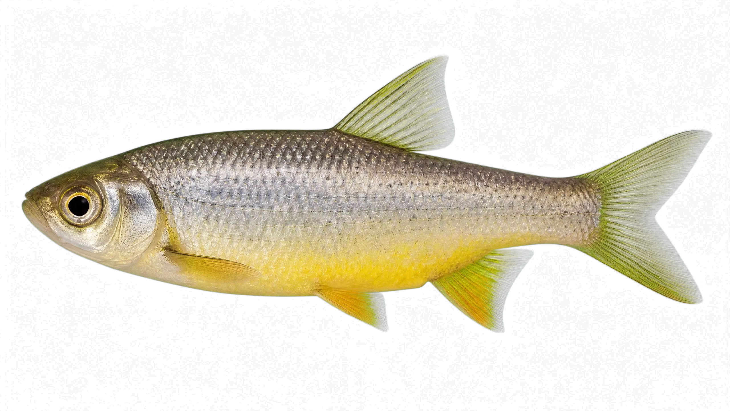Canary kurper (Chetia flaviventris) specimen