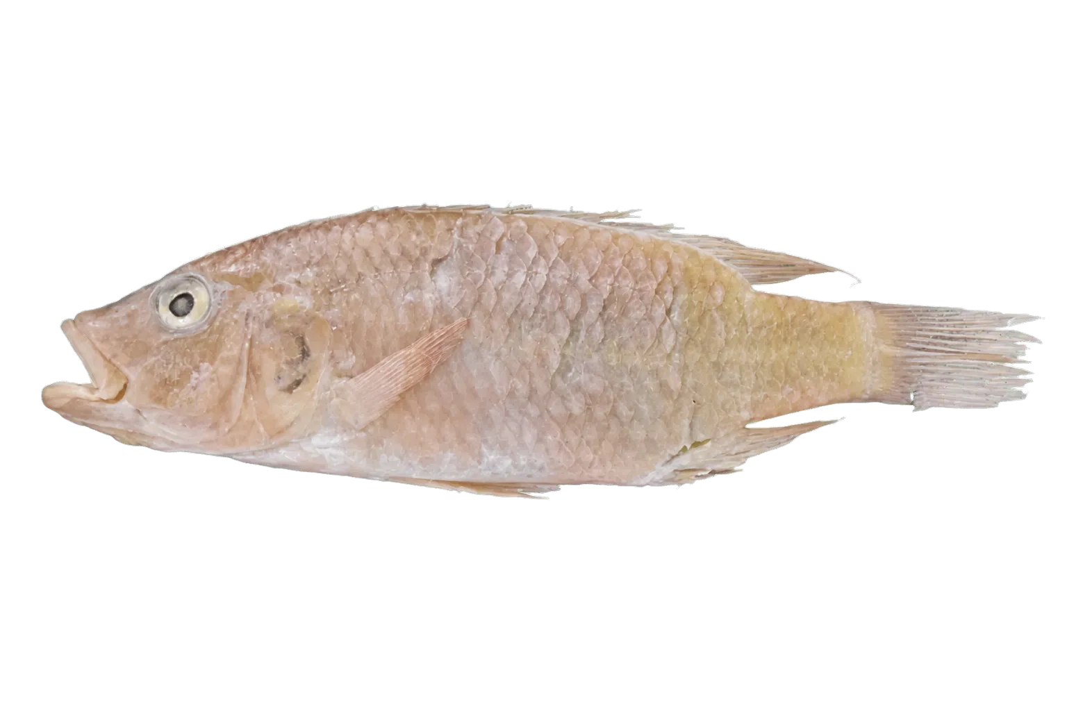 Angolan happy (Chetia welwitschi) specimen