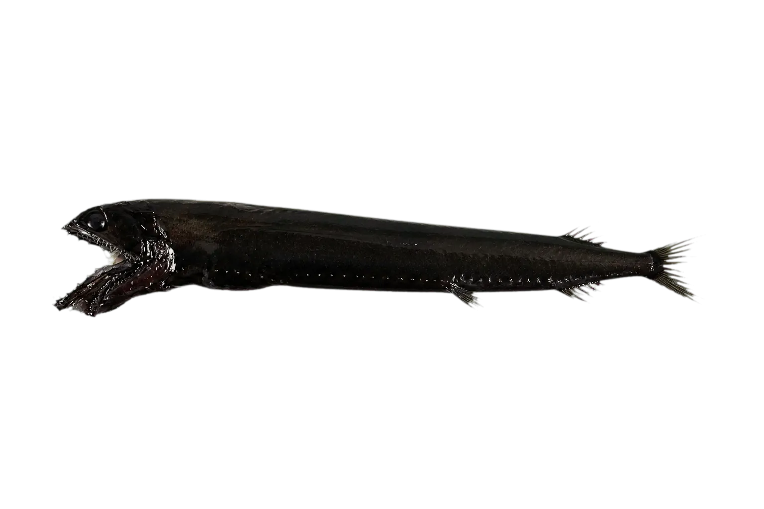 Scaleless dragonfish (Chirostomias pliopterus) specimen