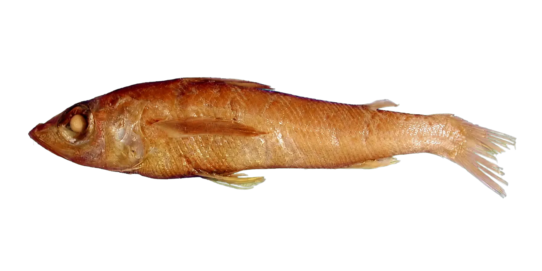 Robust Greeneye (Chlorophthalmus mento) specimen