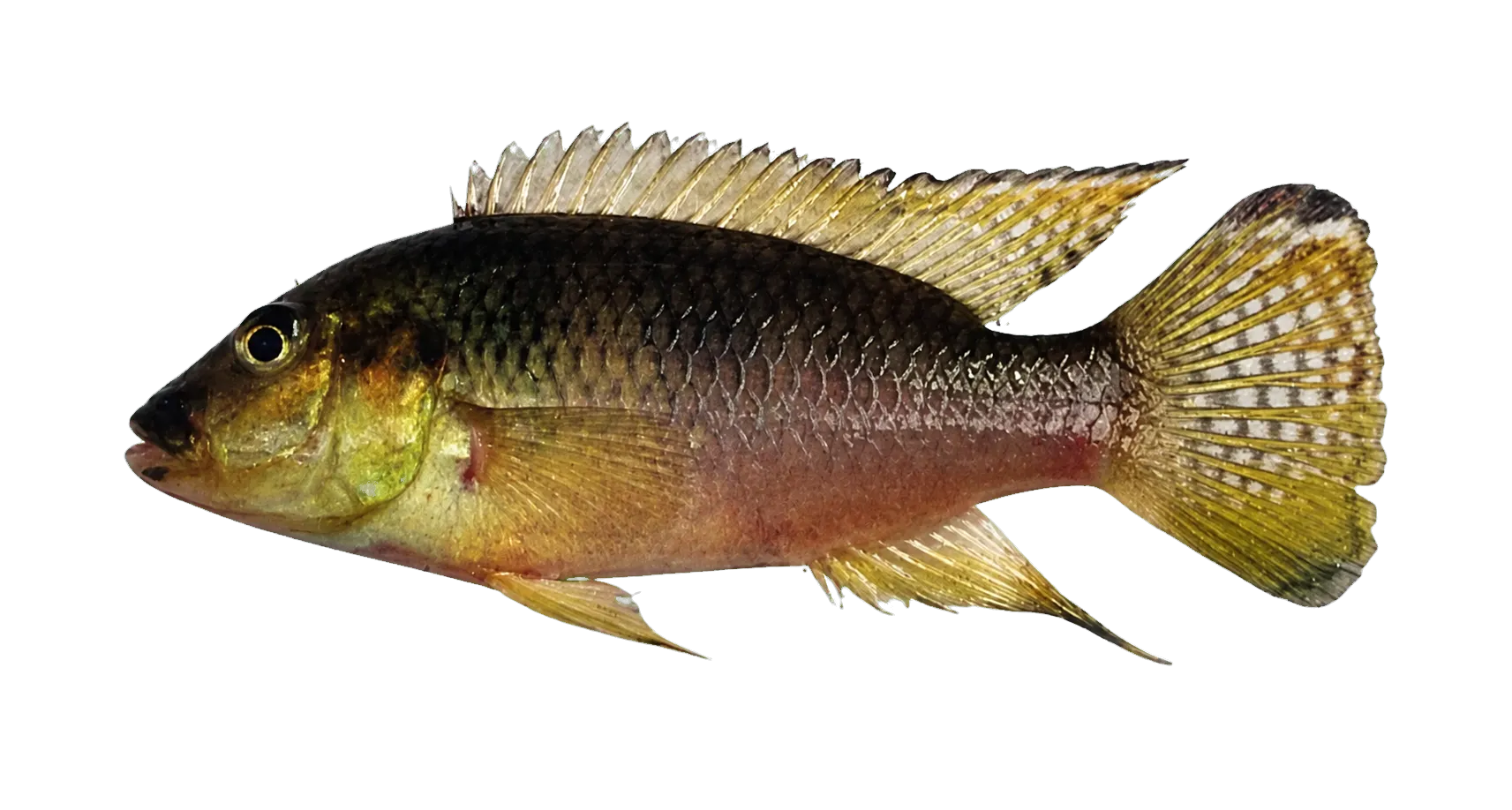 Chromidotilapia schoutedeni (Chromidotilapia schoutedeni) specimen
