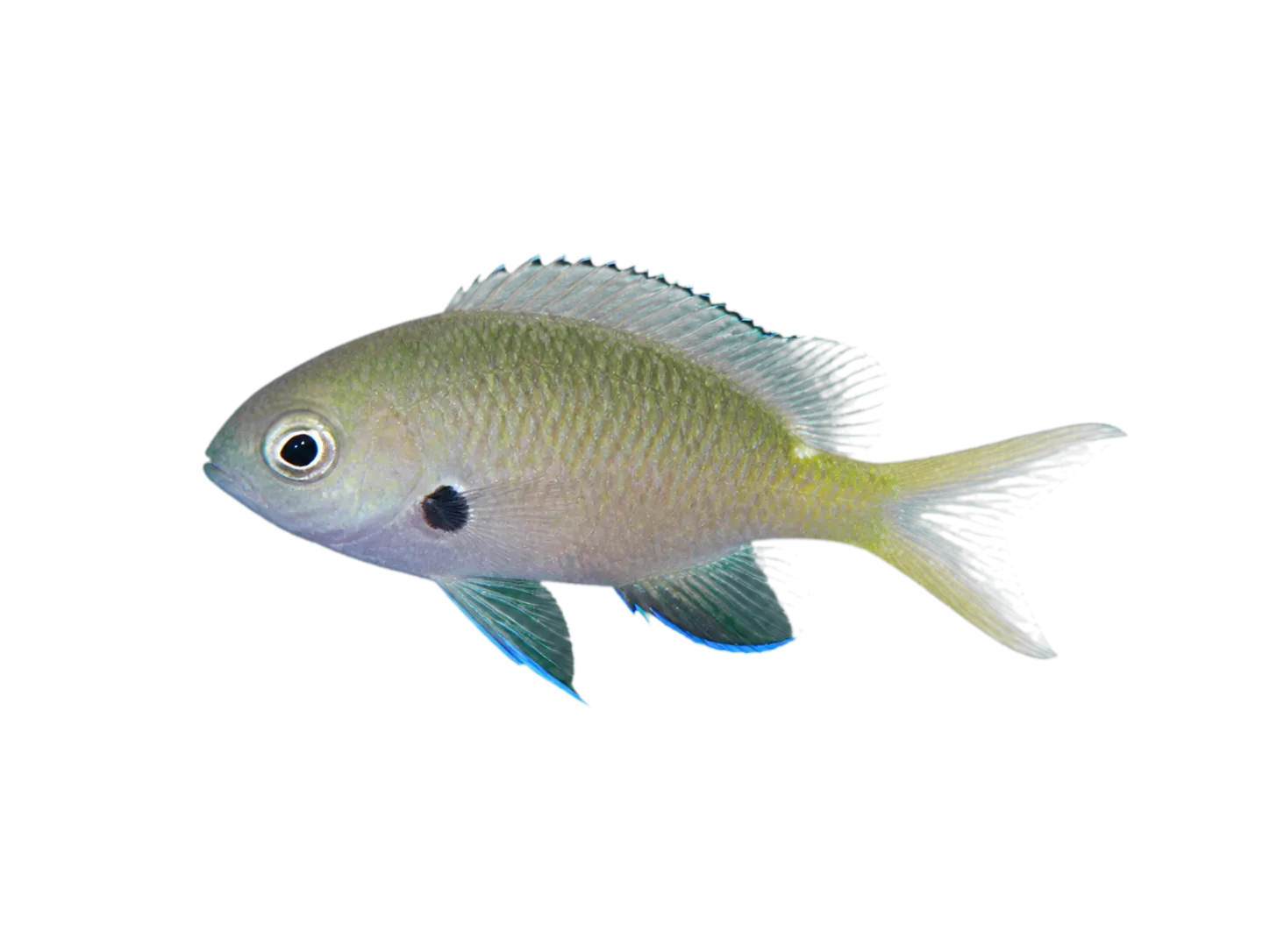 Northern yellow-spotted Chromis (Chromis yamakawai) specimen