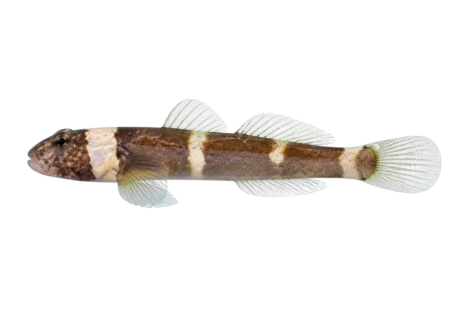 Chestnut goby (Chromogobius quadrivittatus) specimen