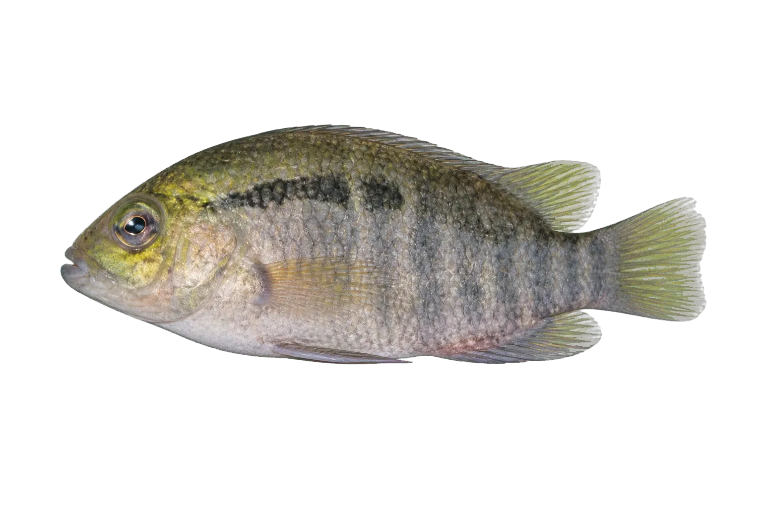 Bolivian Cichlid (Cichlasoma boliviense) specimen