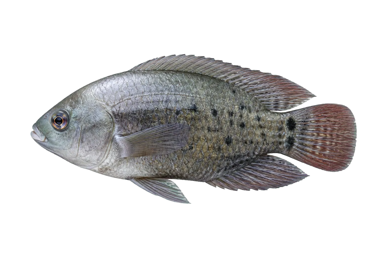 Orinoco Cichlasoma (Cichlasoma orinocense) specimen